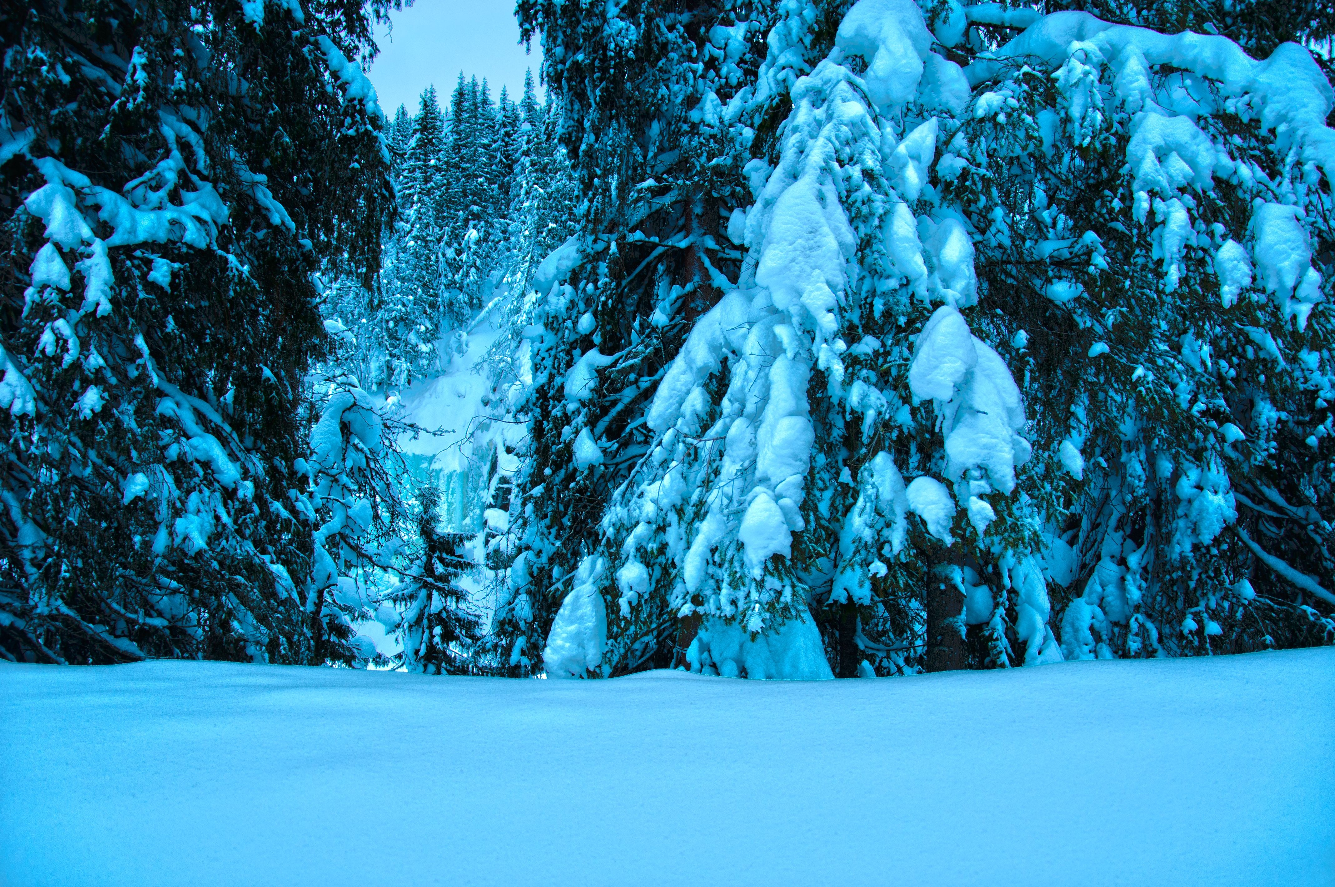 無料モバイル壁紙自然, 食べた, 木, 雪, 冬, 風景をダウンロードします。
