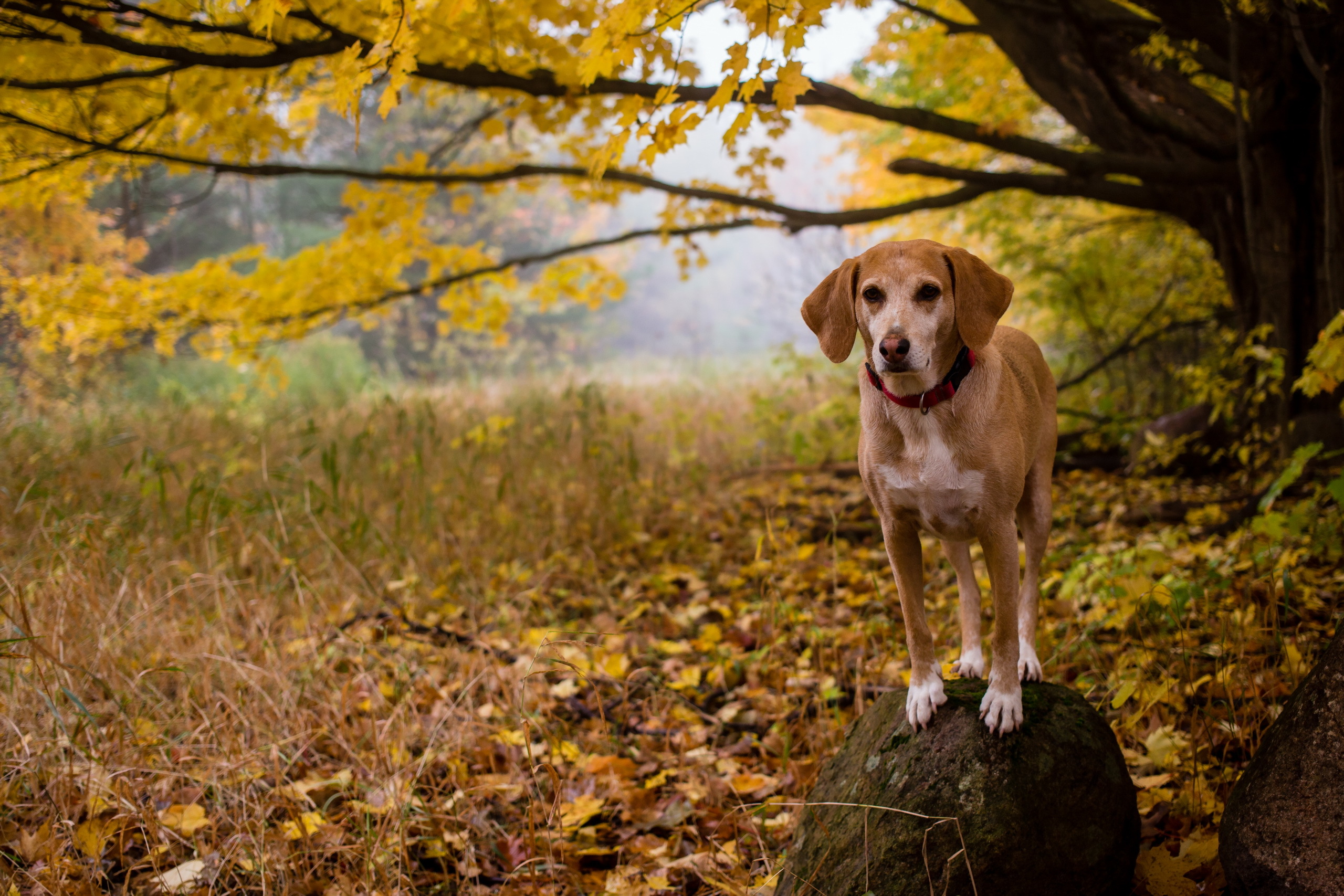 Leaf dog