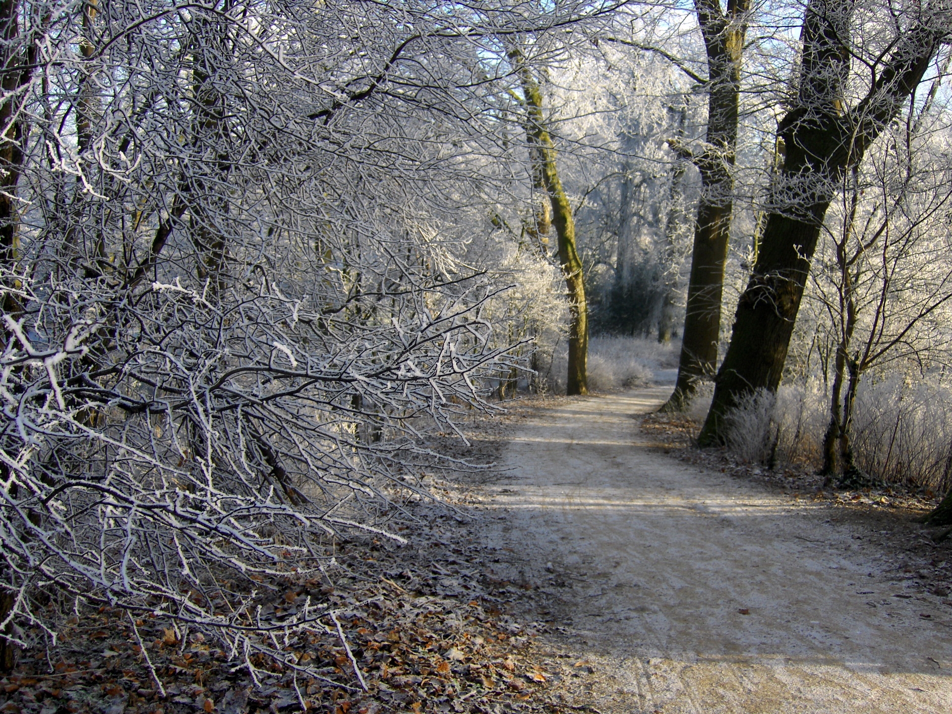 winter, nature, trees, snow, road, forest, frost, hoarfrost, netherlands, groningen 4K