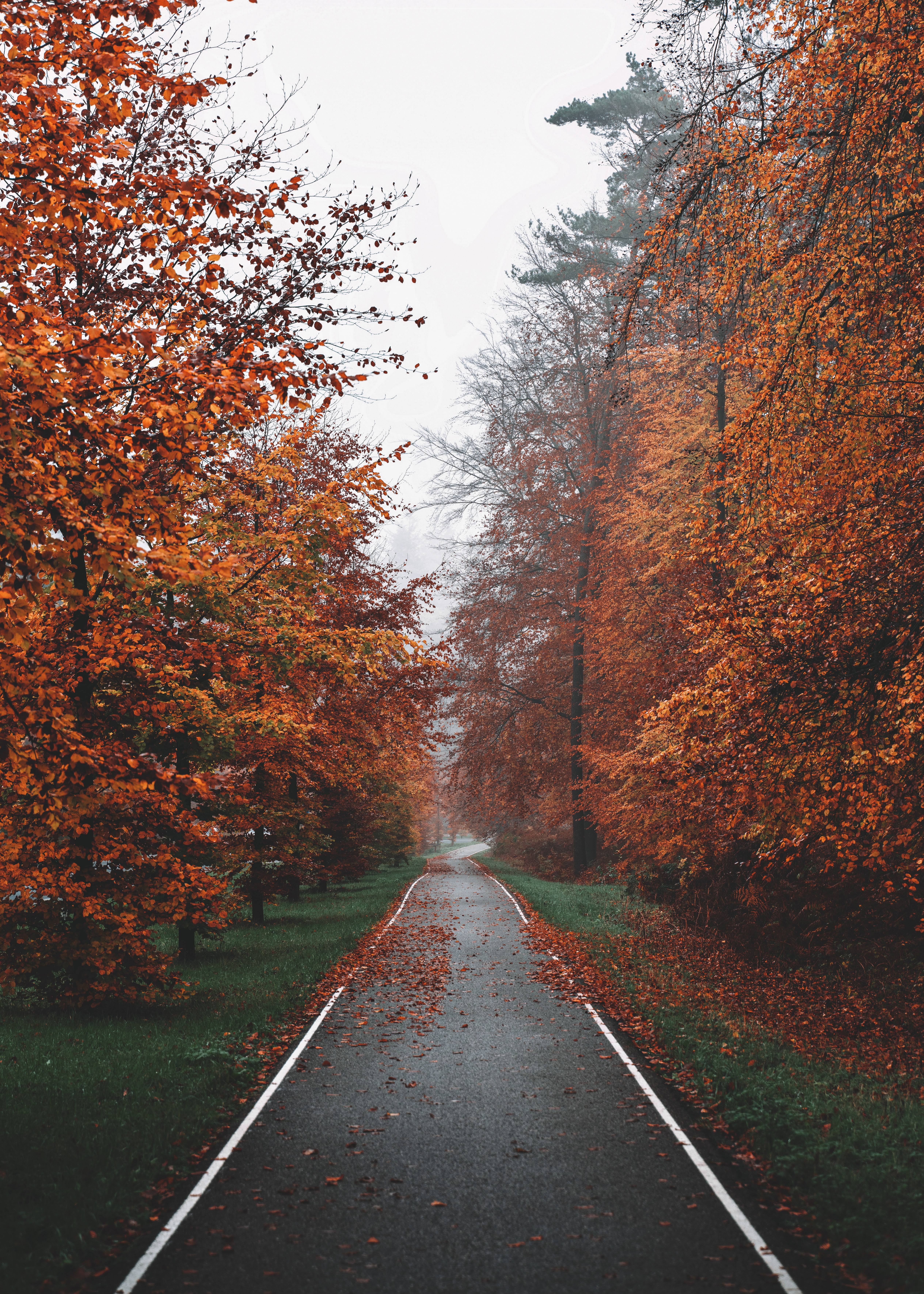 track, autumn, nature, trees, fog