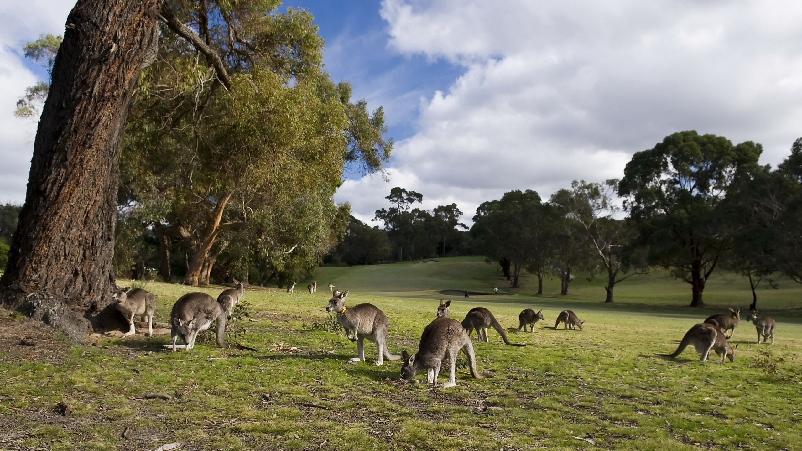 Laden Sie das Bäume, Grass, Kangaroo, Bummel, Spaziergang, Viele, Vielzahl, Tiere-Bild kostenlos auf Ihren PC-Desktop herunter