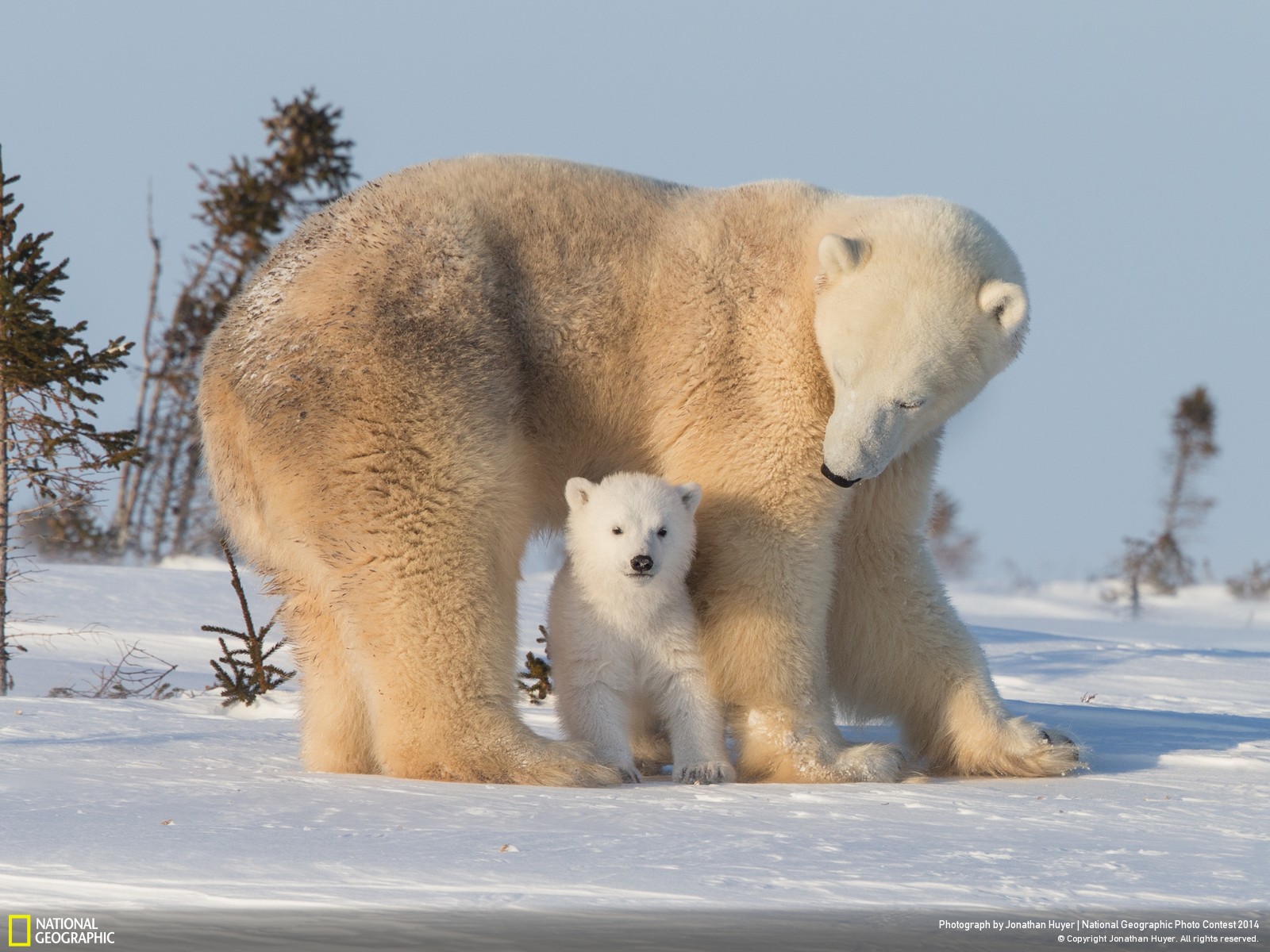 Download mobile wallpaper Bears, Polar Bear, Bear, Cub, Snow, Winter, Animal, Love for free.