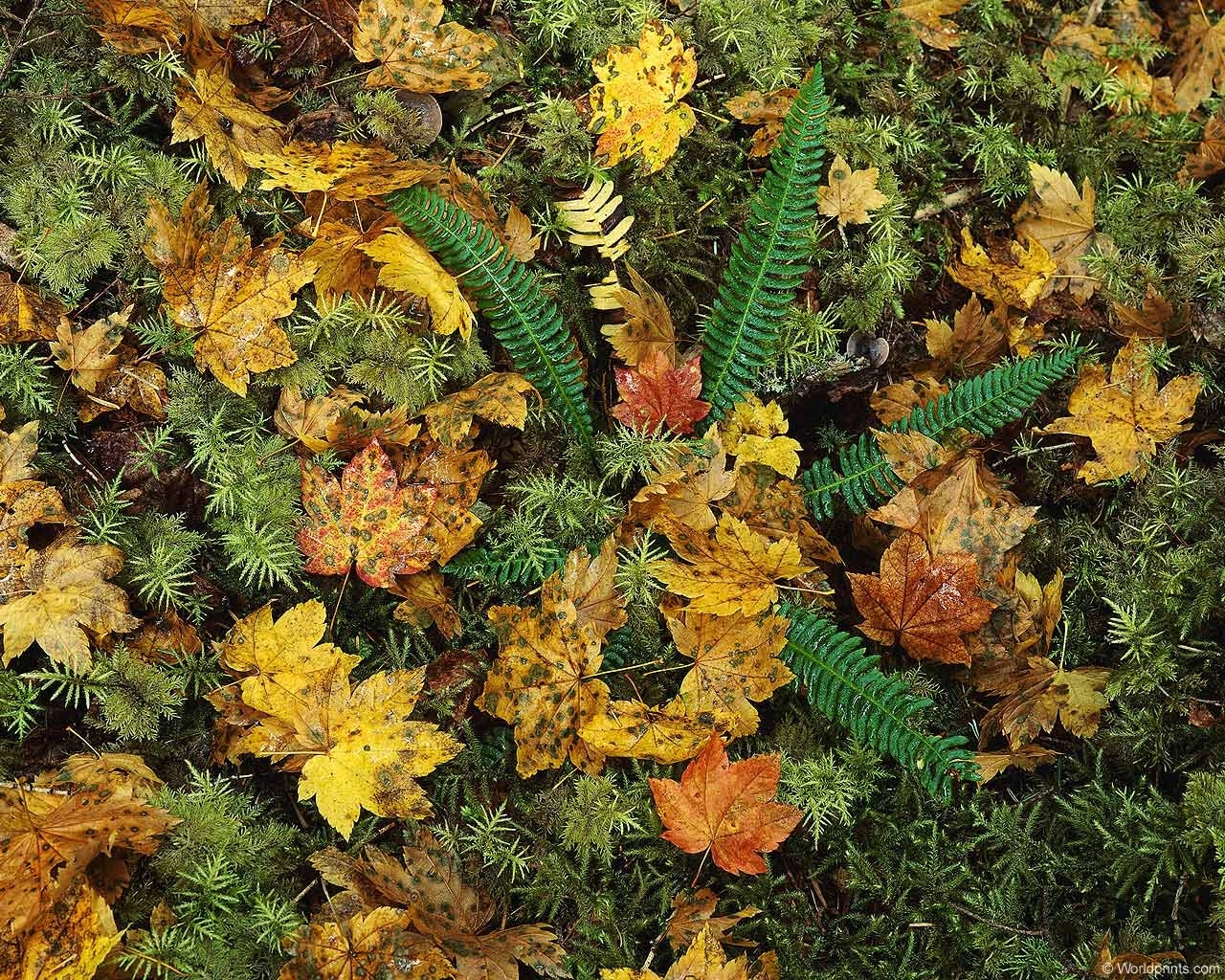 Download mobile wallpaper Plants, Leaves, Ferns, Background for free.