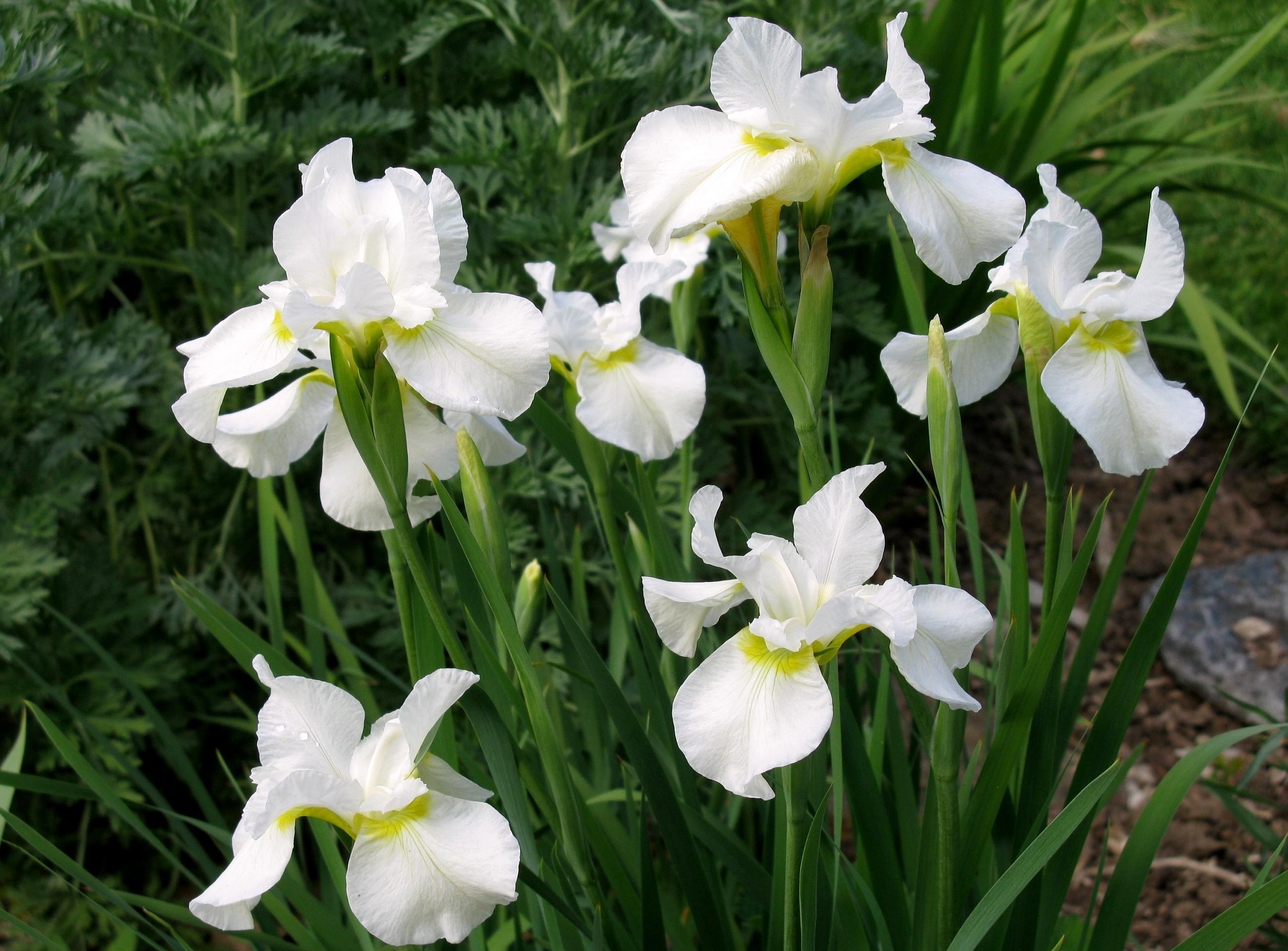 flowers, white, flower bed, flowerbed, irises, snow white QHD