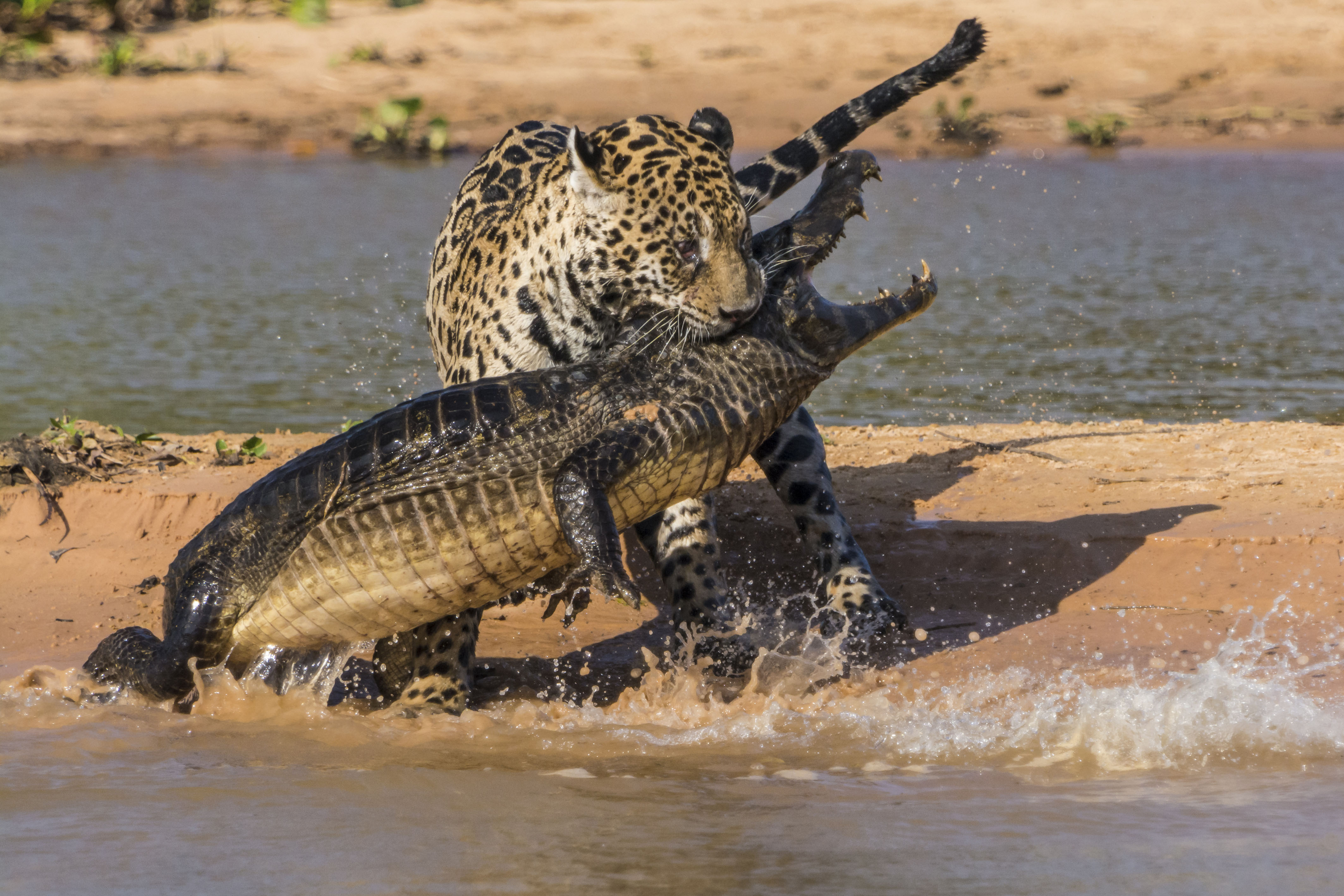 Видео диких хищников. Нильский крокодил охота на Львов. Ягуар и Кайман. Ягуар против аллигатора. Леопард против крокодила.