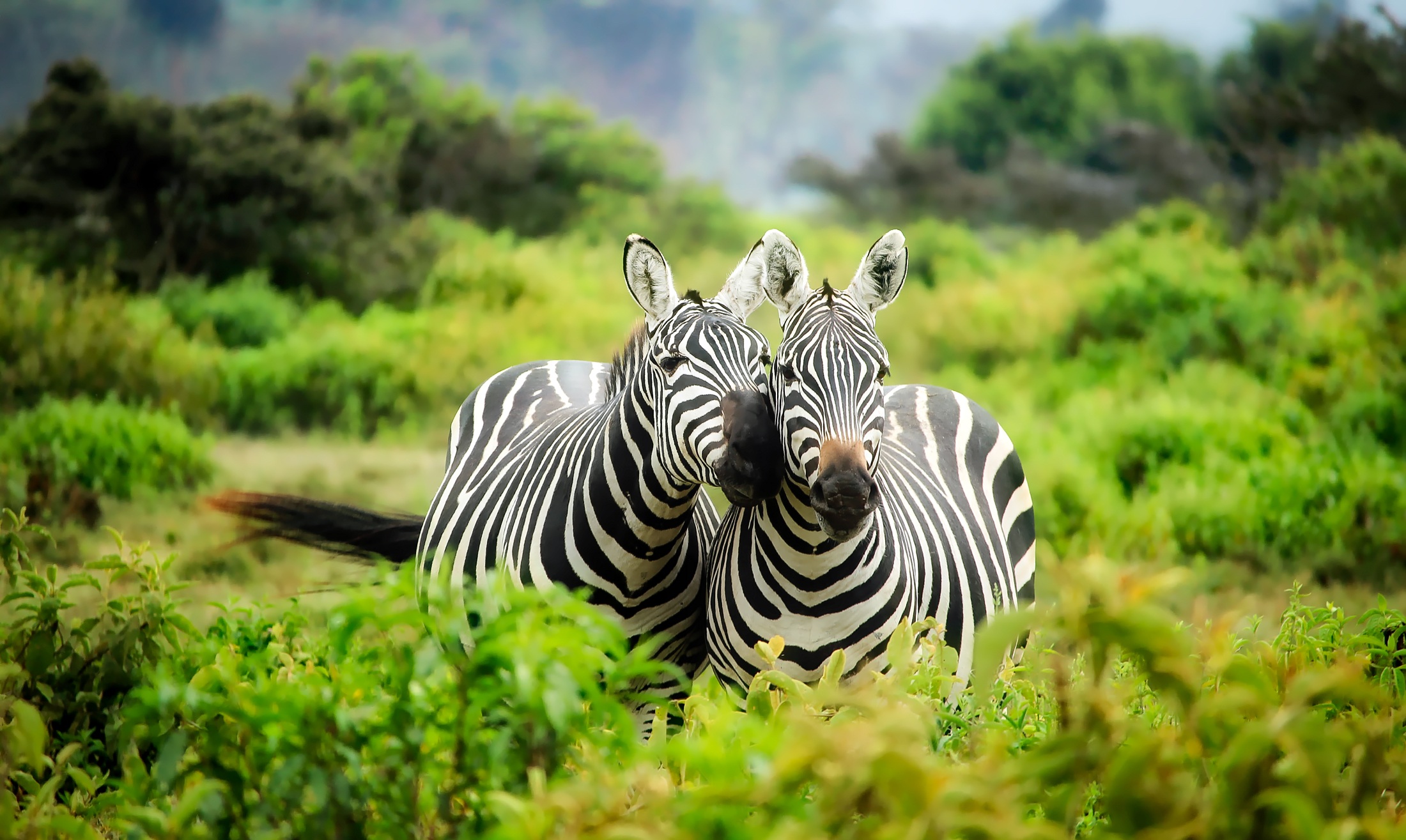New Lock Screen Wallpapers zebra, animal, africa