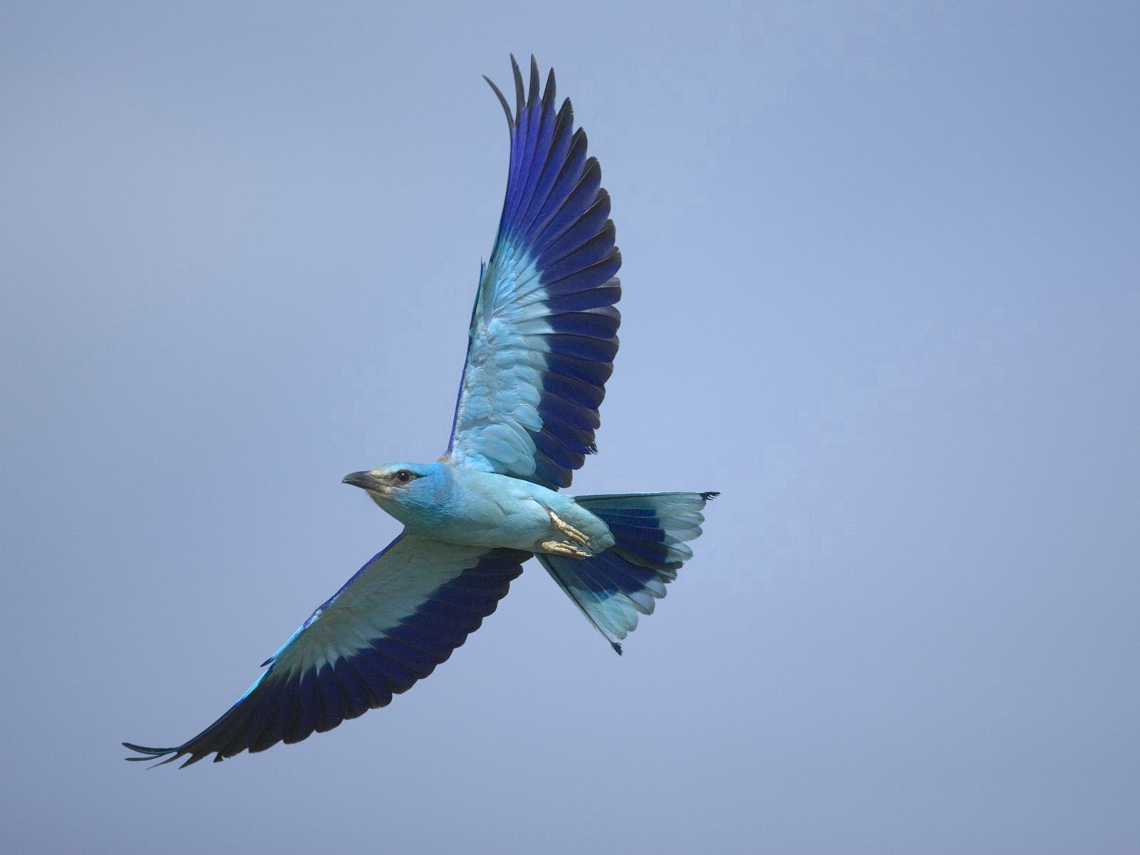 Laden Sie das Sky, Flügel, Vogel, Flug, Tiere-Bild kostenlos auf Ihren PC-Desktop herunter