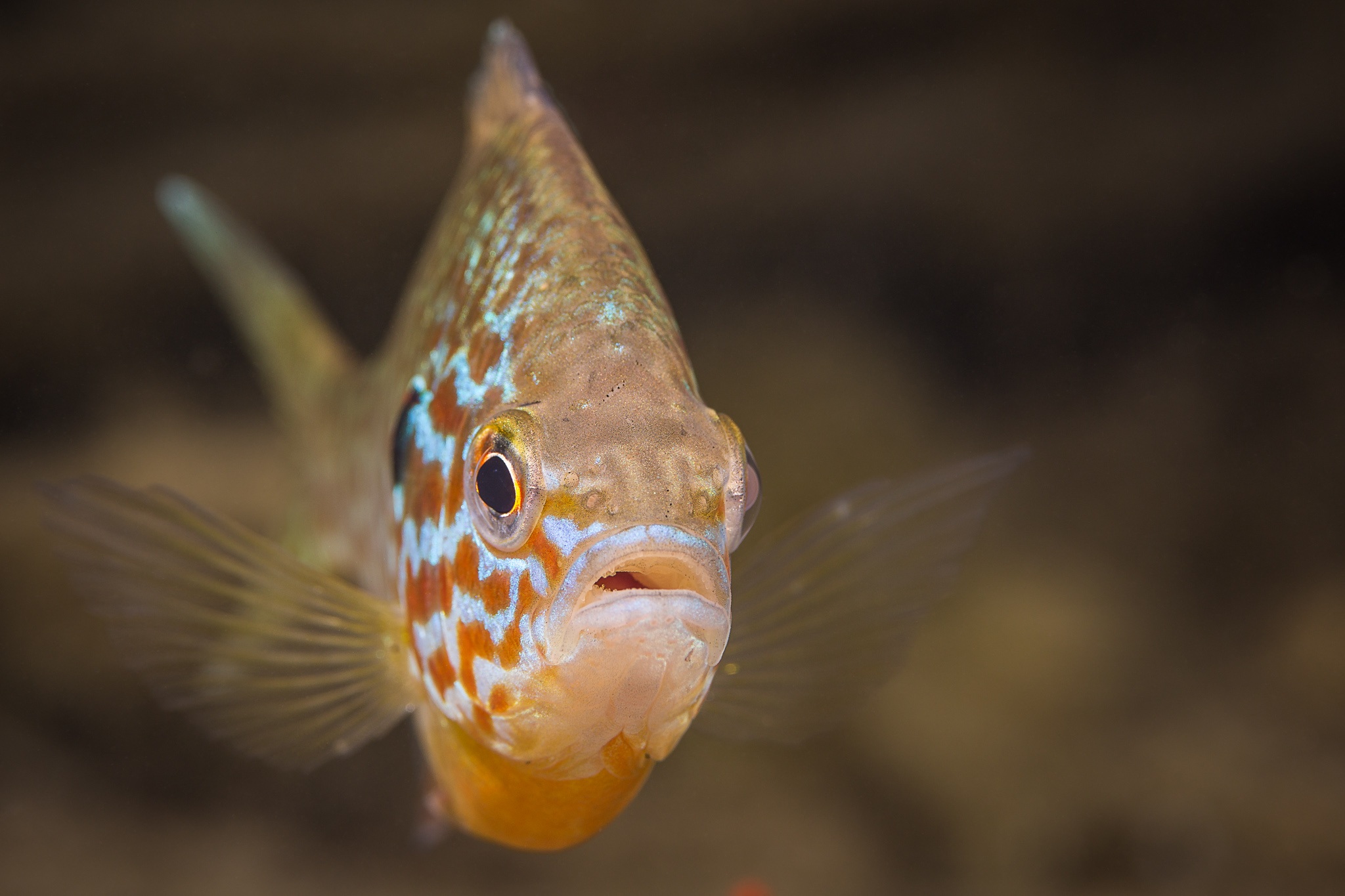 Full HD Wallpaper animal, fish, close up, perch, fishes