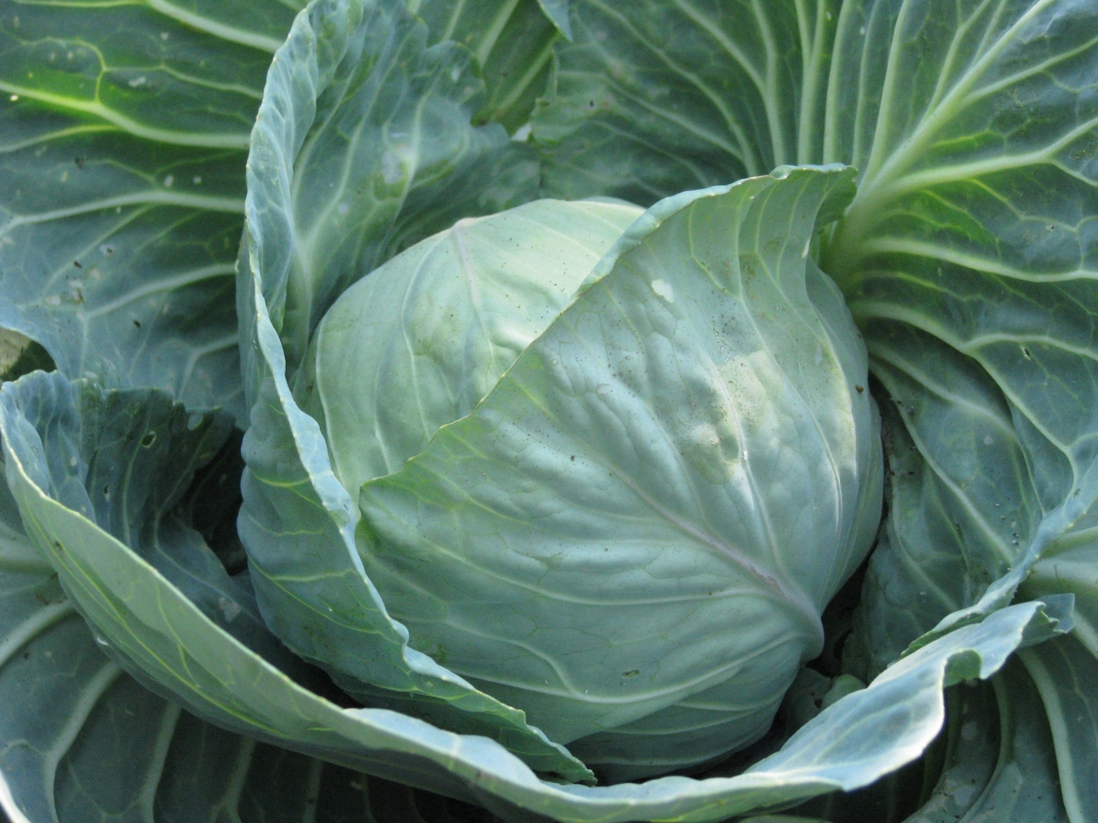 Download mobile wallpaper Plants, Cabbage, Food for free.
