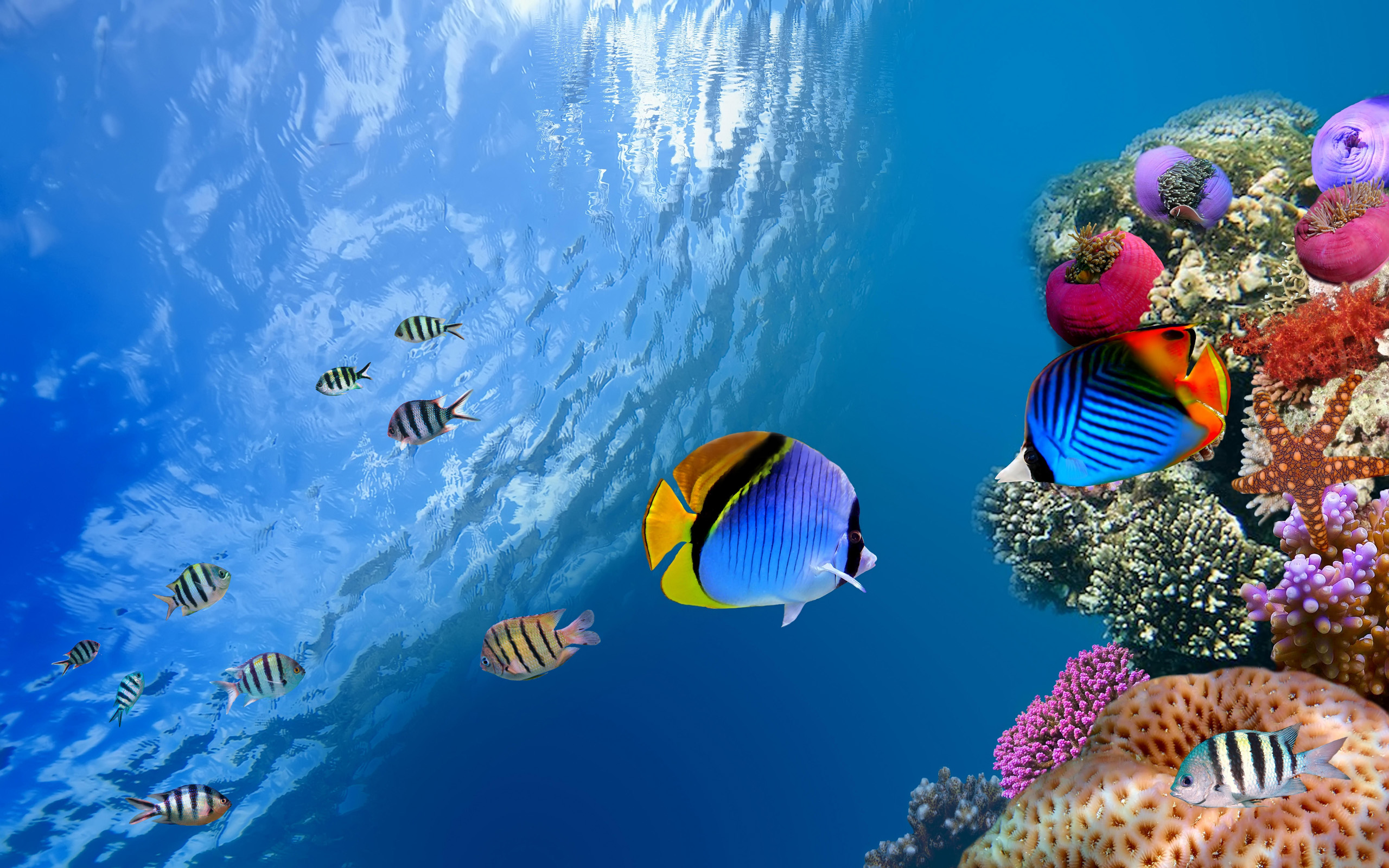 animal, fish, butterflyfish images