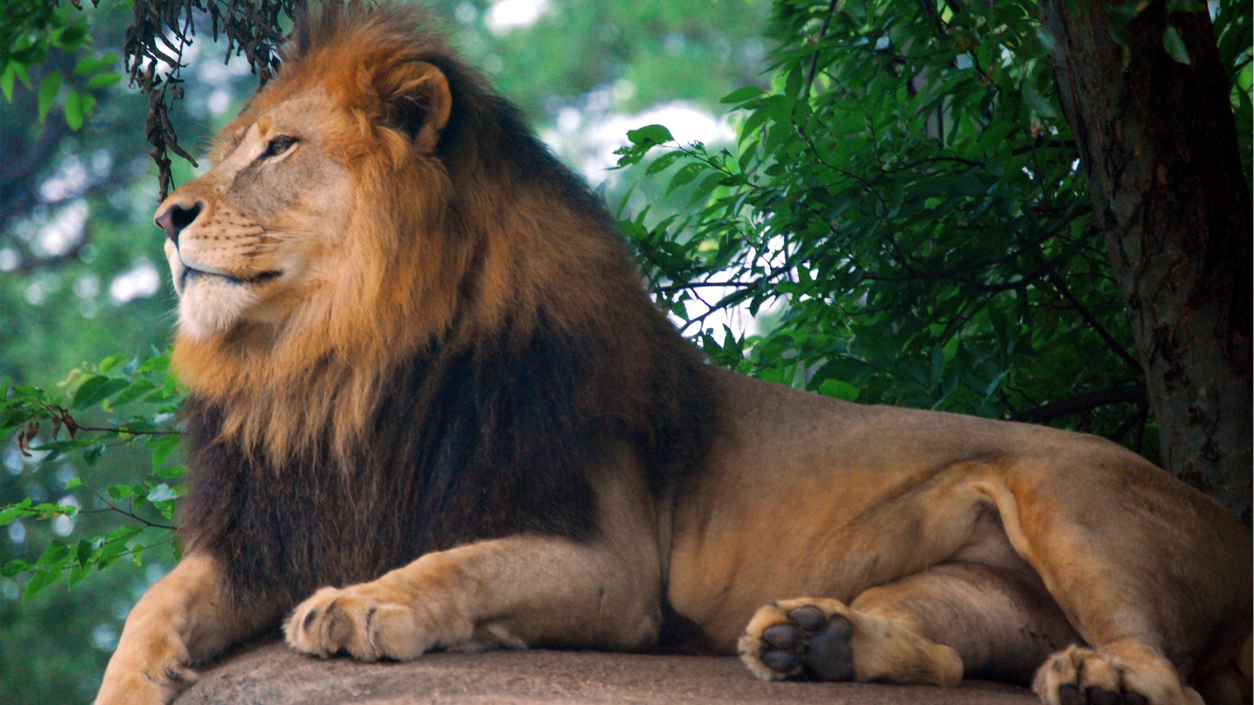 339181 免費下載壁紙 动物, 狮子, 猫 屏保和圖片