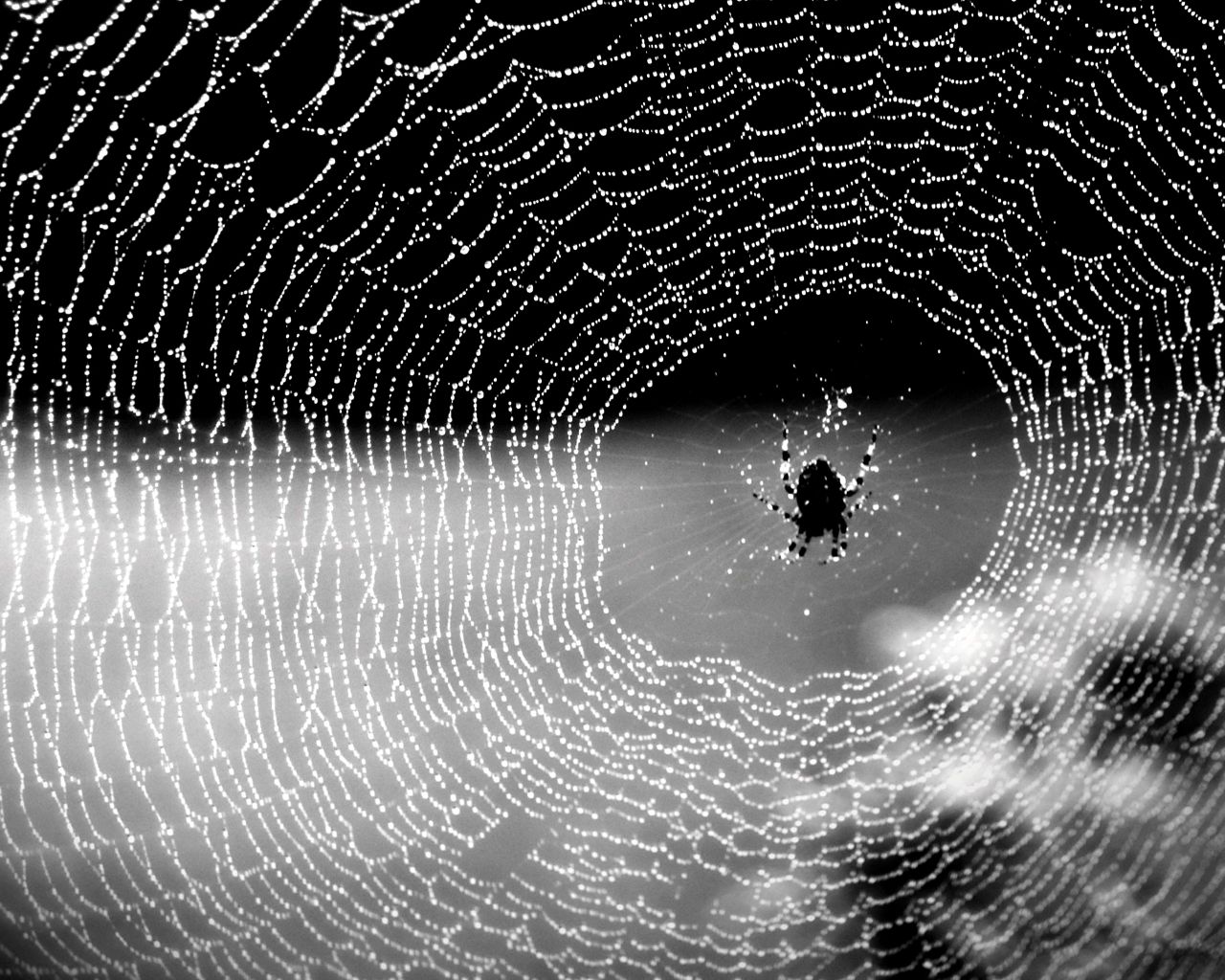 spider web, animal, spider 32K