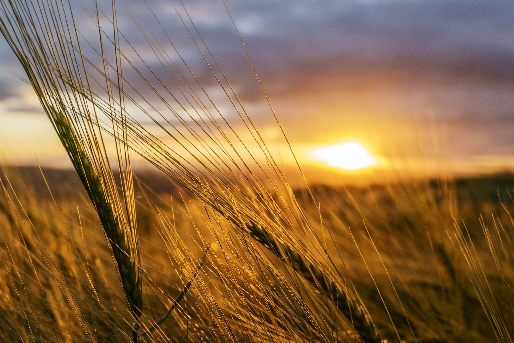 Колосья пшеницы на рассвете