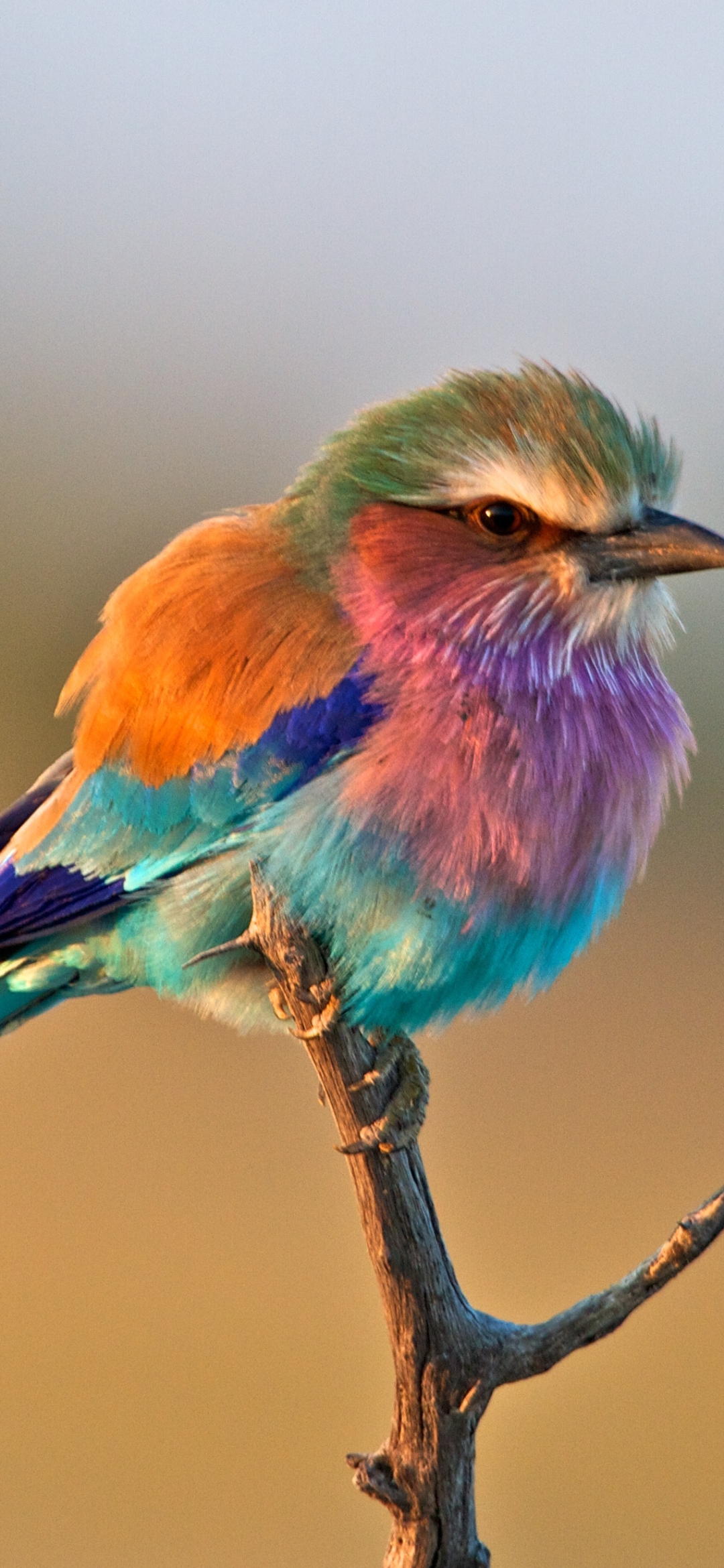 птица цветные картинки