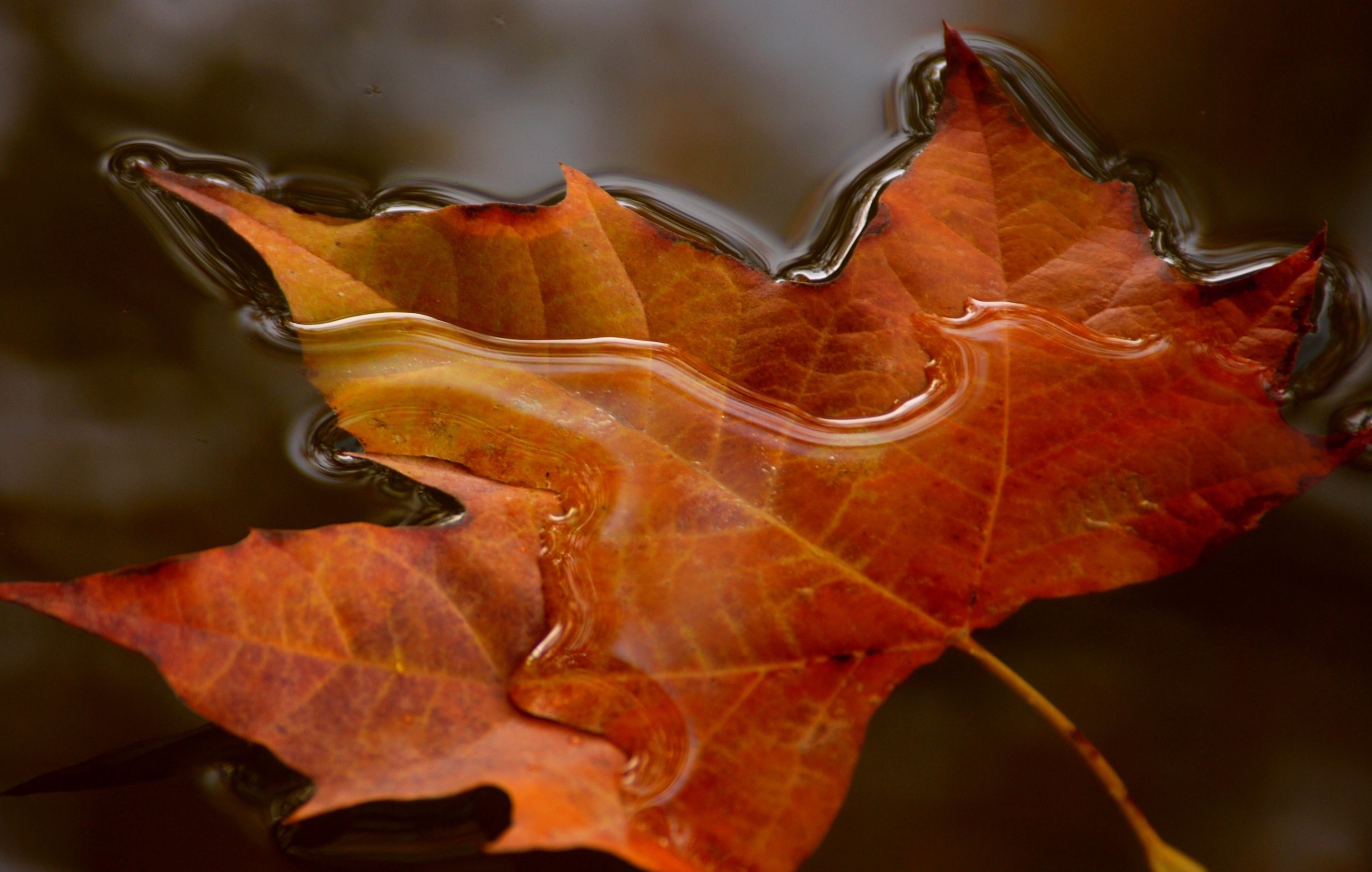 Листья в горячей воде. Осенние листья. Осенний кленовый лист. Осень макро. Осенний кленовый лист на воде.
