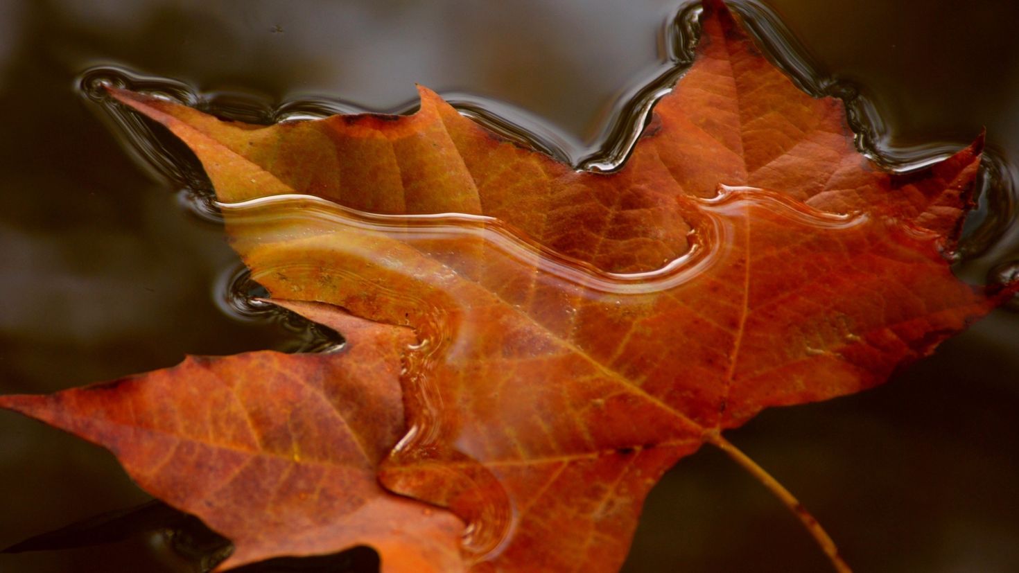 Осенние листья. Осень макро. Осенний кленовый лист на воде. Лист музыка слушать лучшее