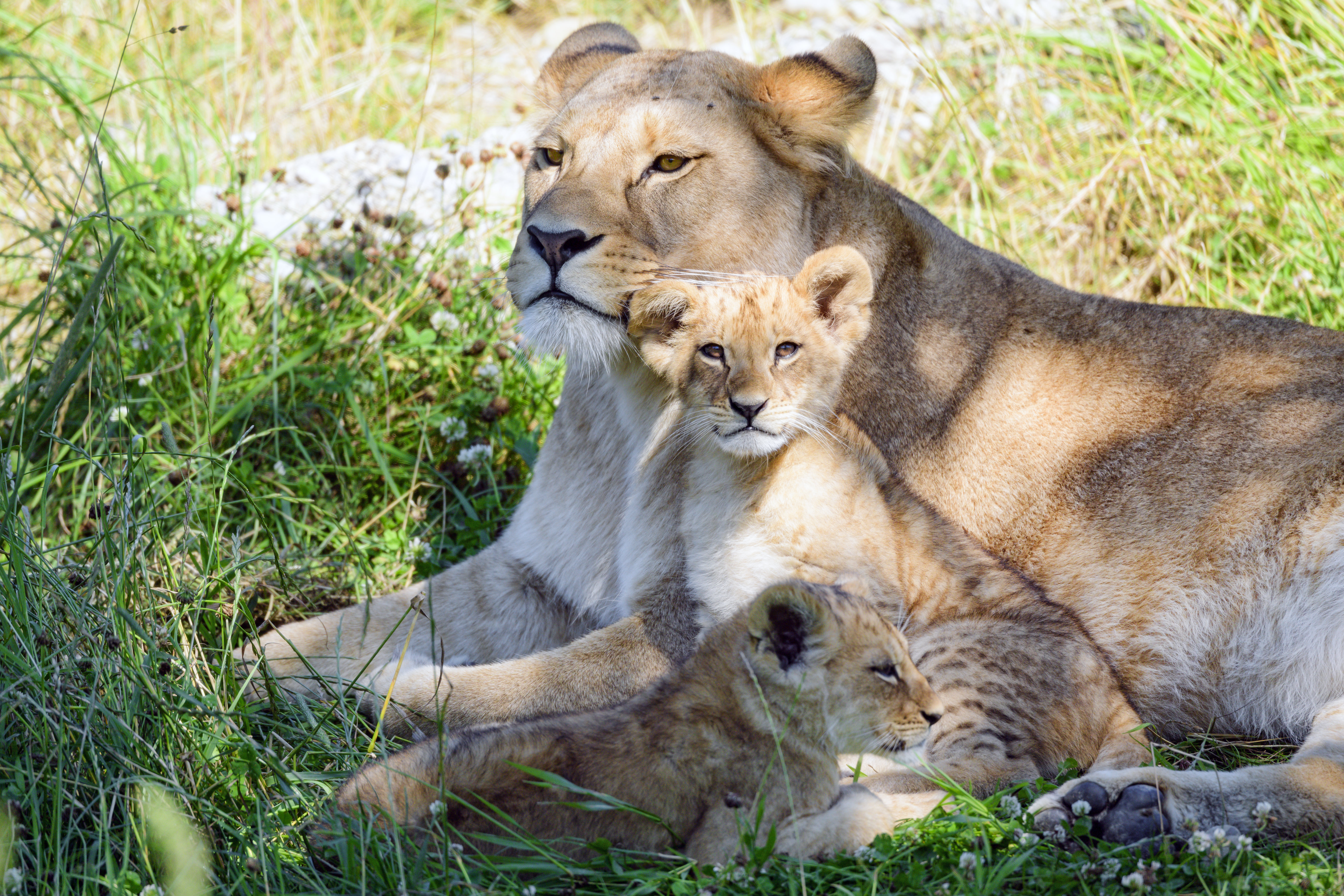 family, care, animals, grass, young, lioness, nice, joey, nicely