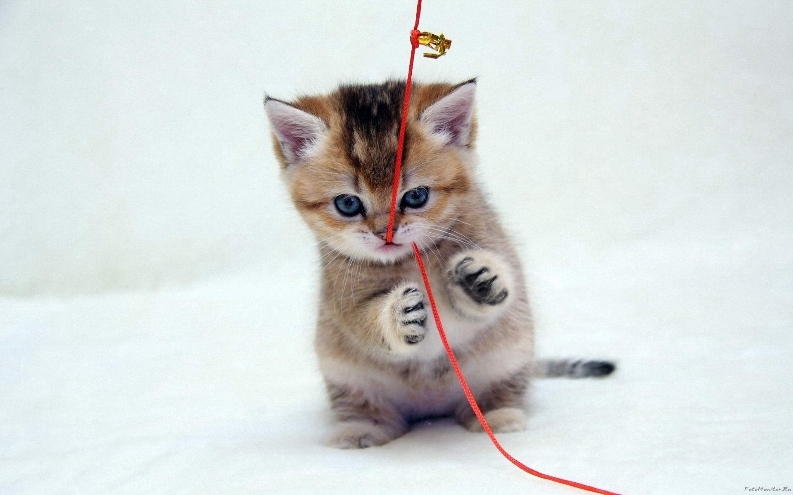 Download mobile wallpaper Playful, Animals, Kitty, Kitten, Thread for free.
