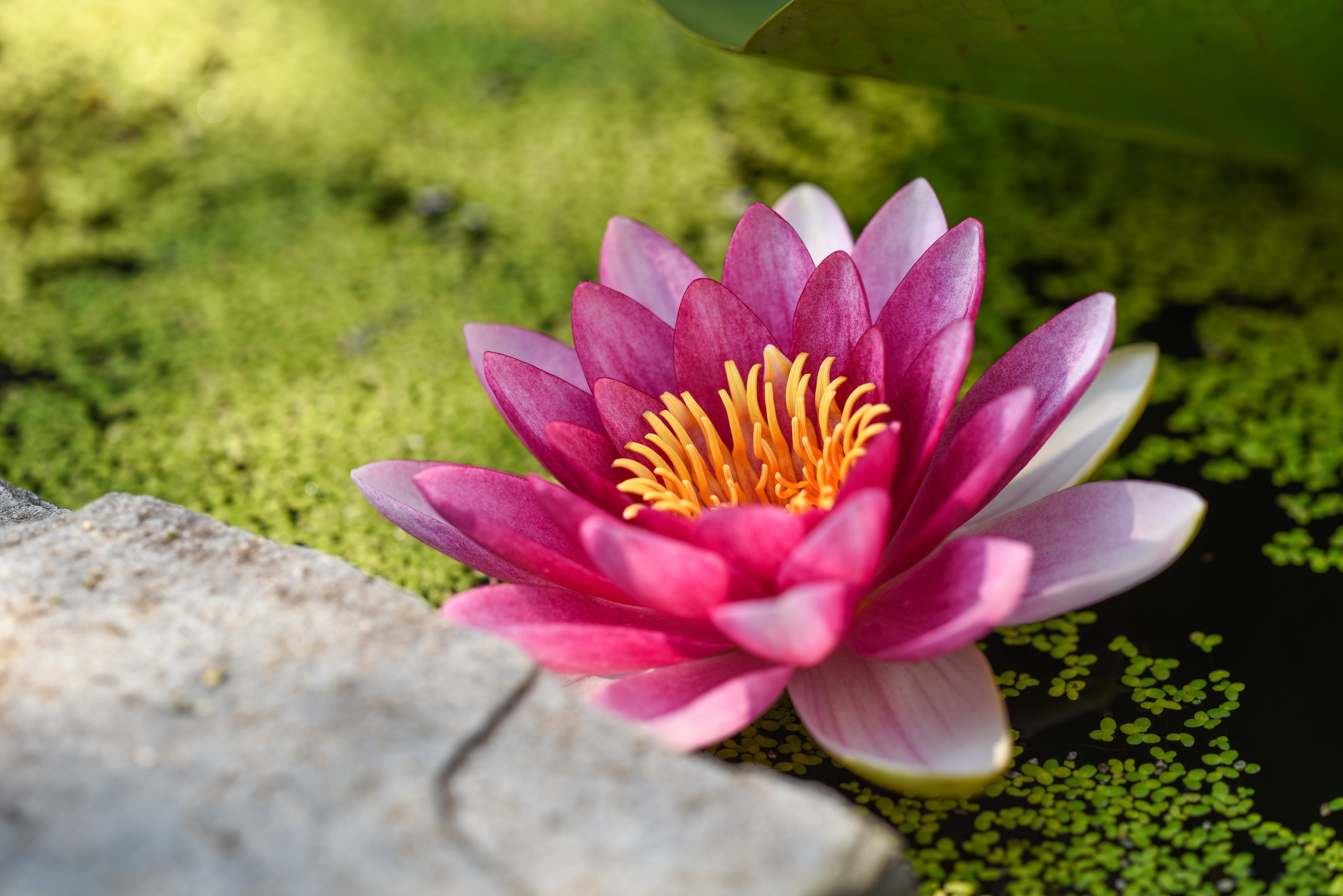 earth, lotus, flower, nature, pink flower, flowers 4K for PC