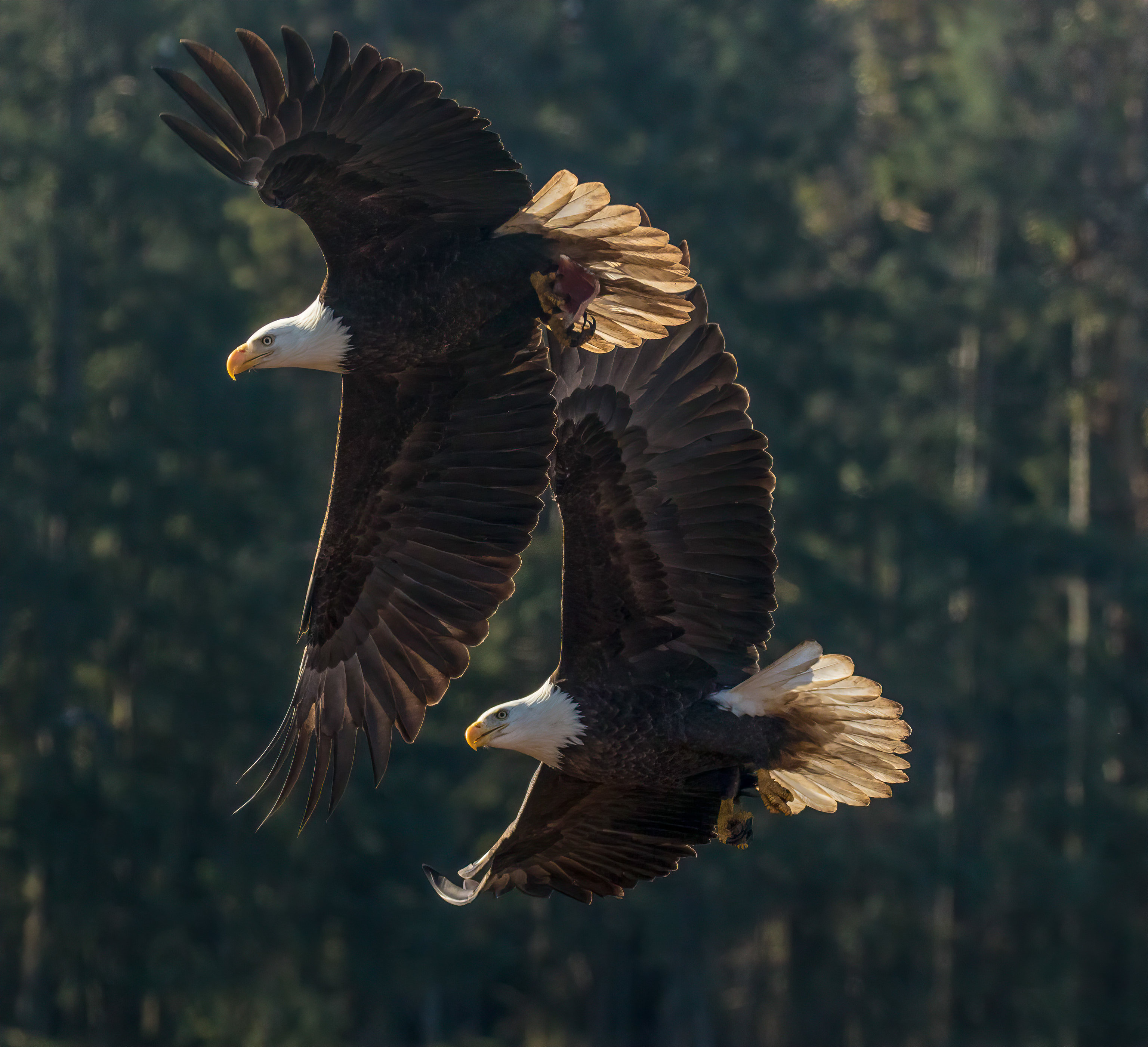 wings, eagle, birds, animals, flight, predator Full HD