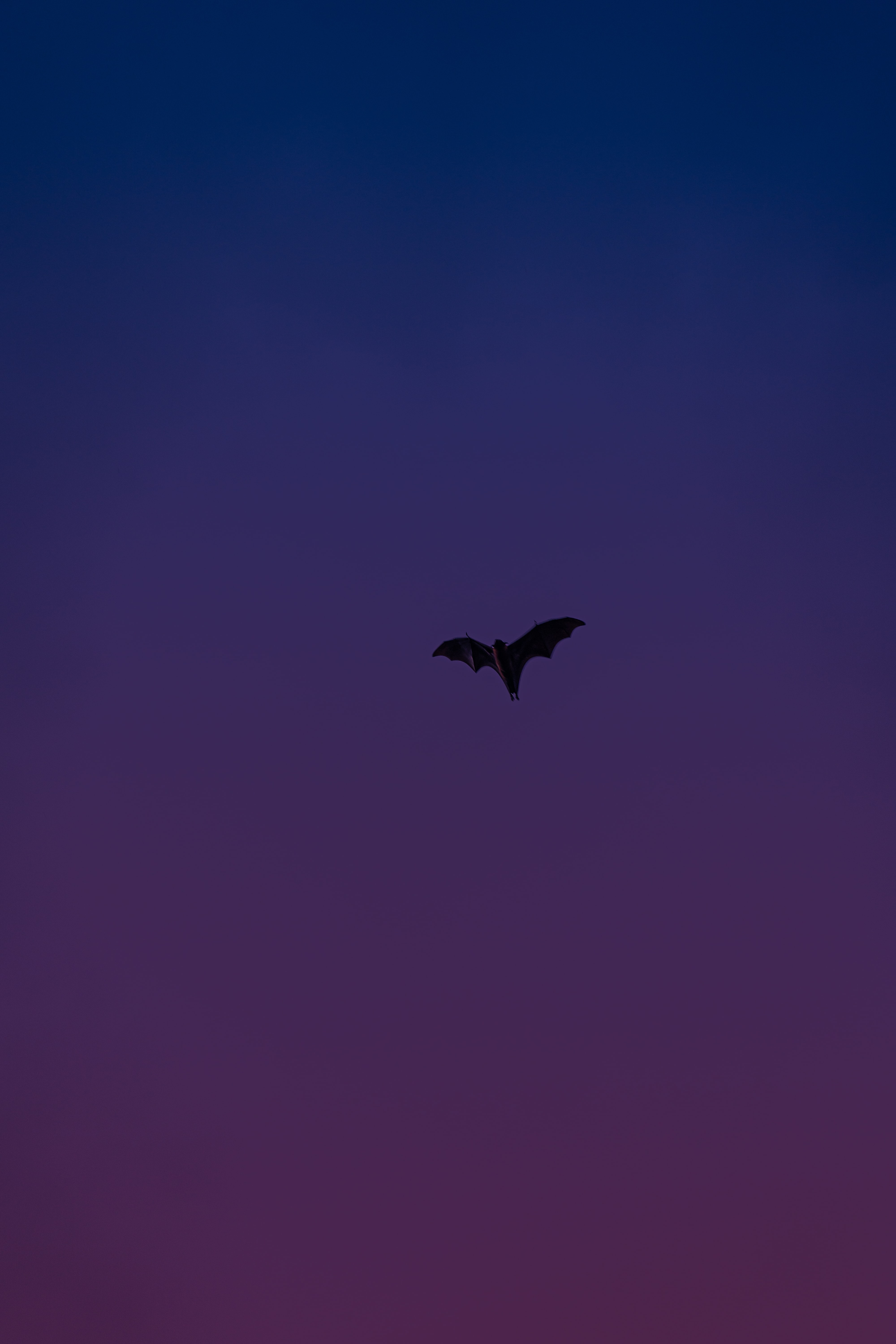 129269 descargar fondo de pantalla violeta, animales, vuelo, animal, púrpura, alas, murciélago: protectores de pantalla e imágenes gratis