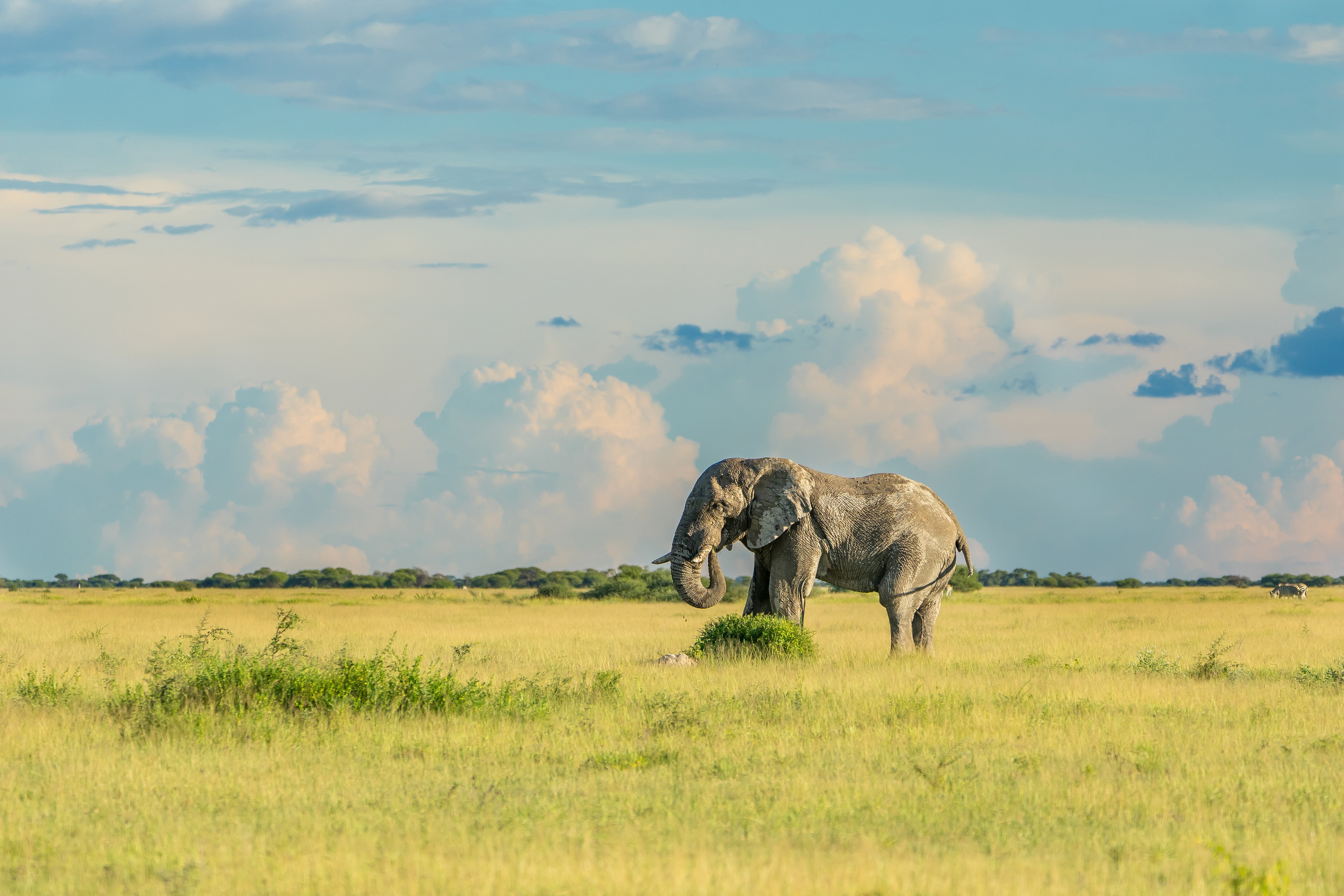 Природа для слонов