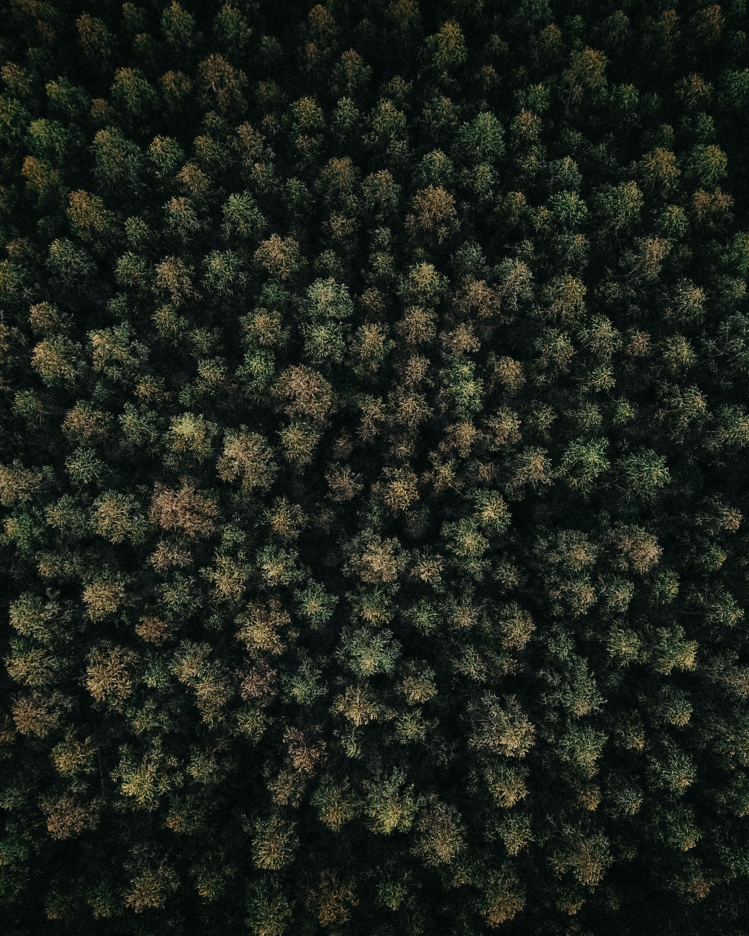 nature, trees, green, view from above, top, forest, tops for Windows