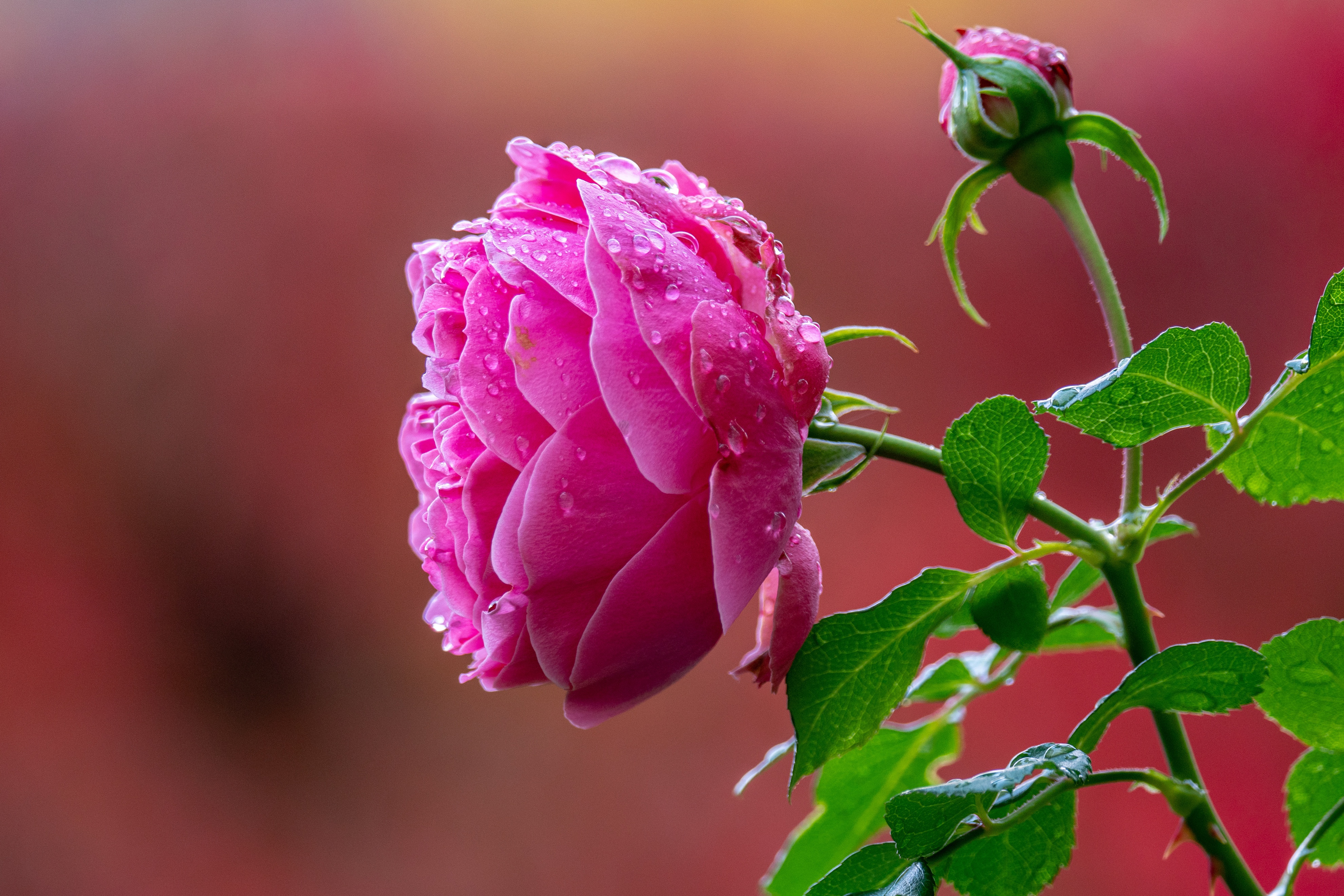 Цветок мокрой розовой розы