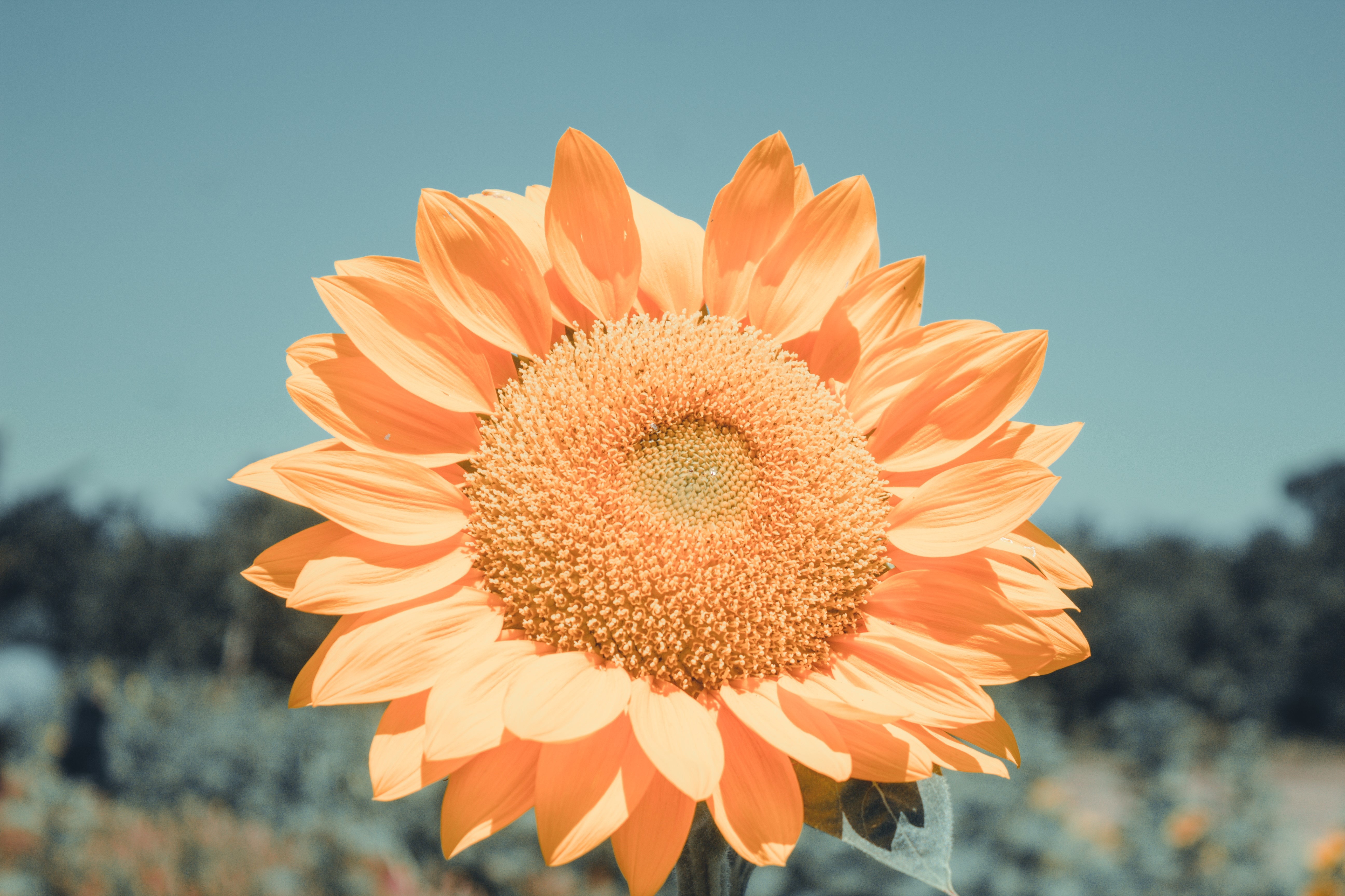 Free download wallpaper Flowers, Flower, Petals, Sunflower on your PC desktop