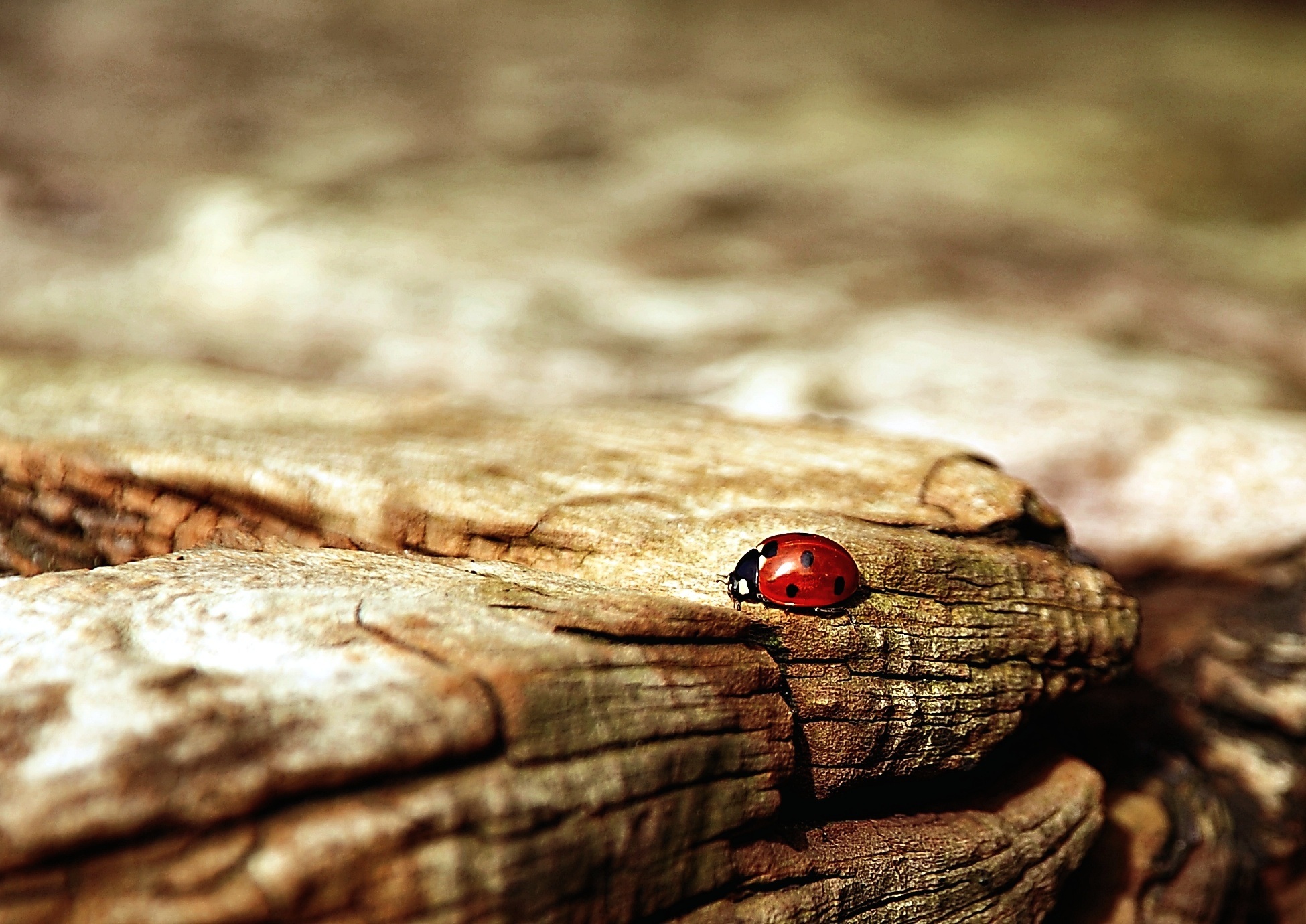 Download mobile wallpaper Macro, Ladybird, Insect, Ladybug, Surface for free.