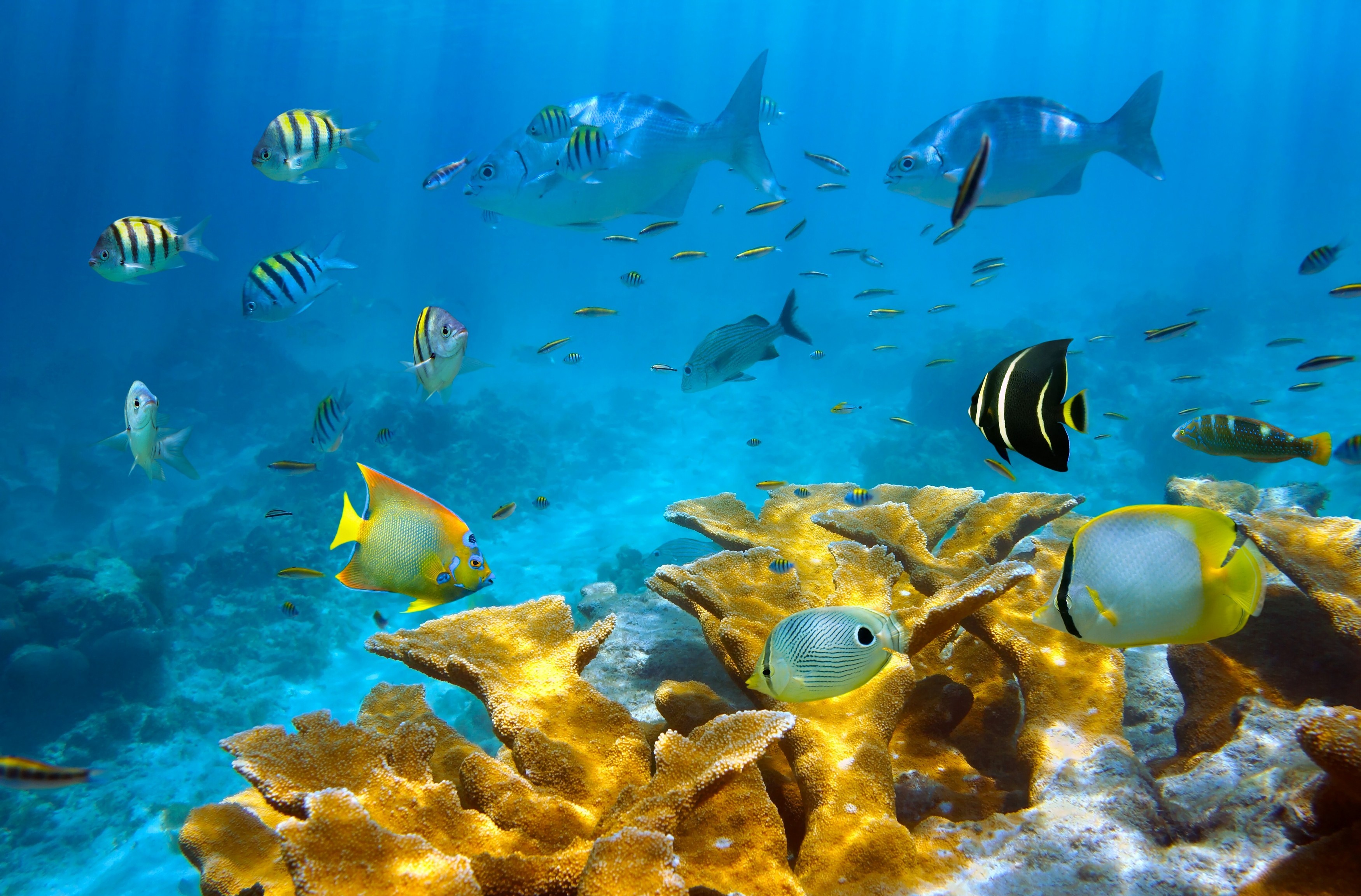 Скачать картинку Кораллы, Рыбы, Подводный, Животные в телефон бесплатно.