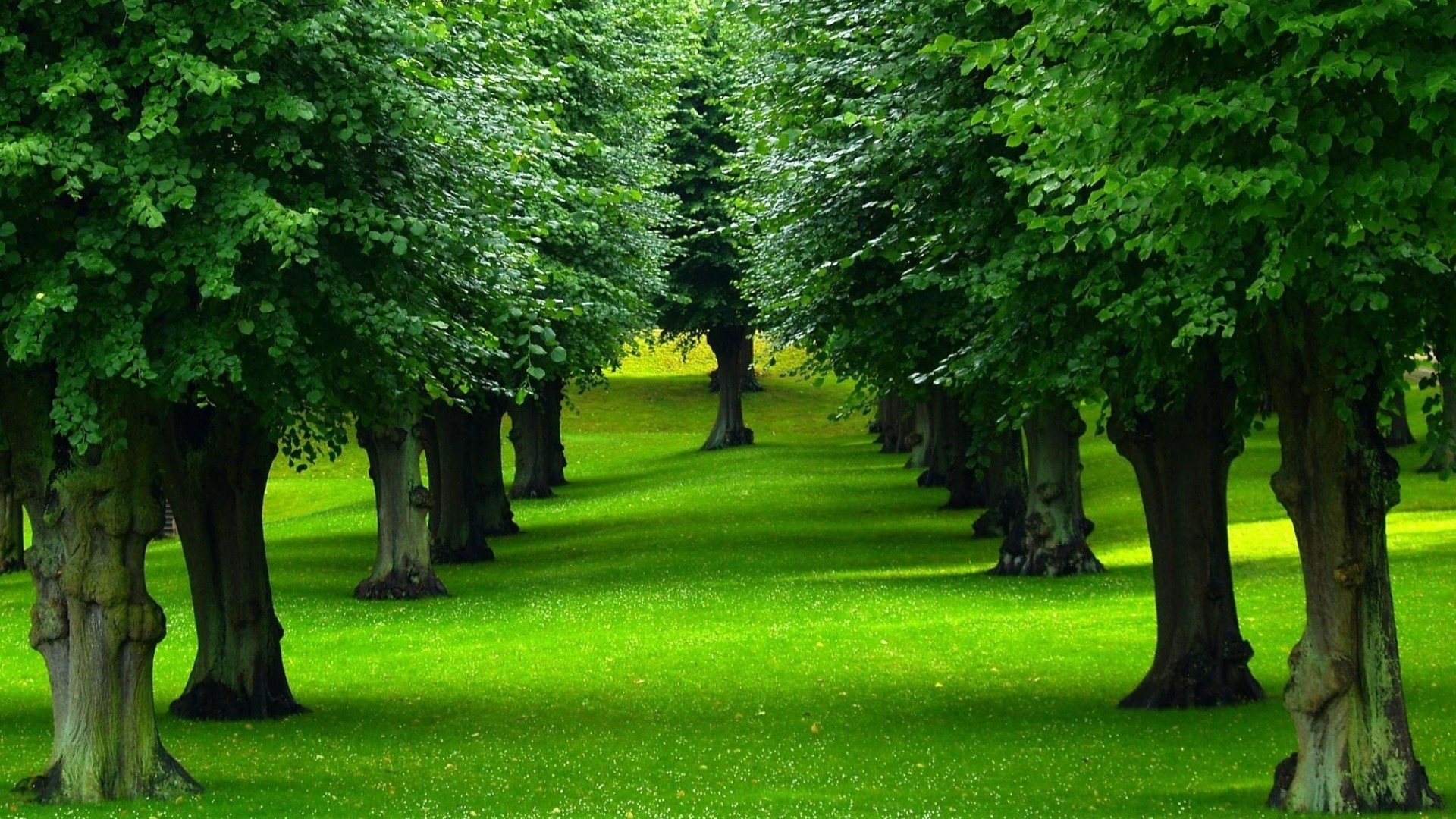 Зеленые Деревья