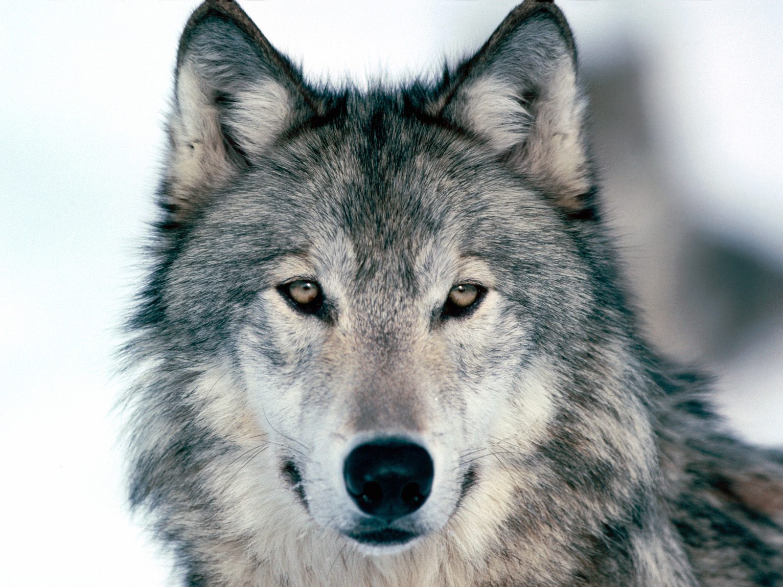 Wolves  HD desktop images