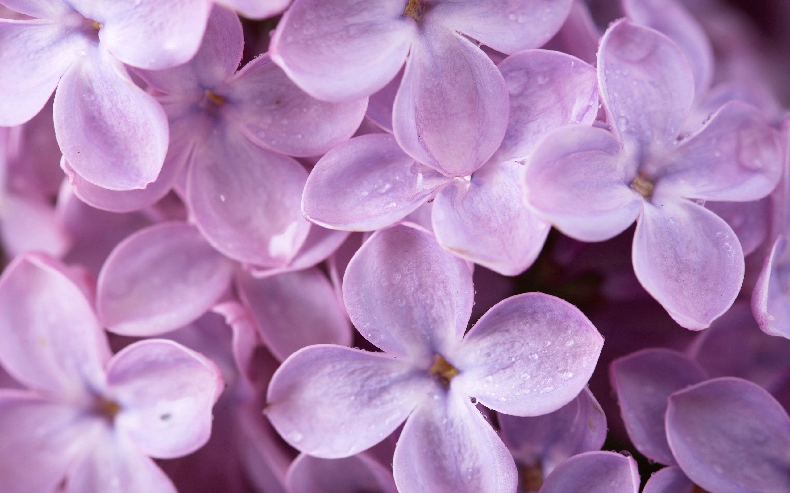 lilac, flowers, drops, macro