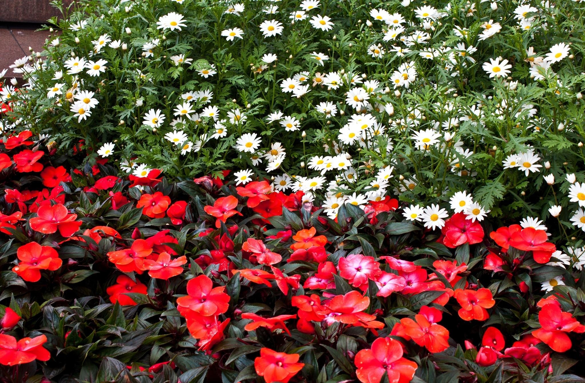 Download mobile wallpaper Balsams, Balsamins, Flowers, Flowerbed, Flower Bed, Camomile for free.