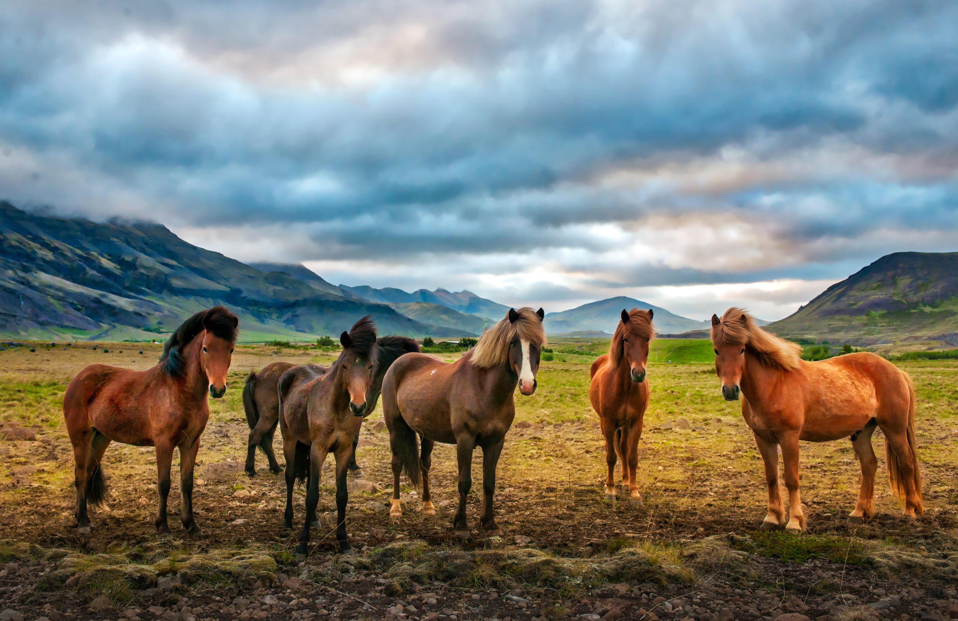 Природа Кыргызстана табун лошадей