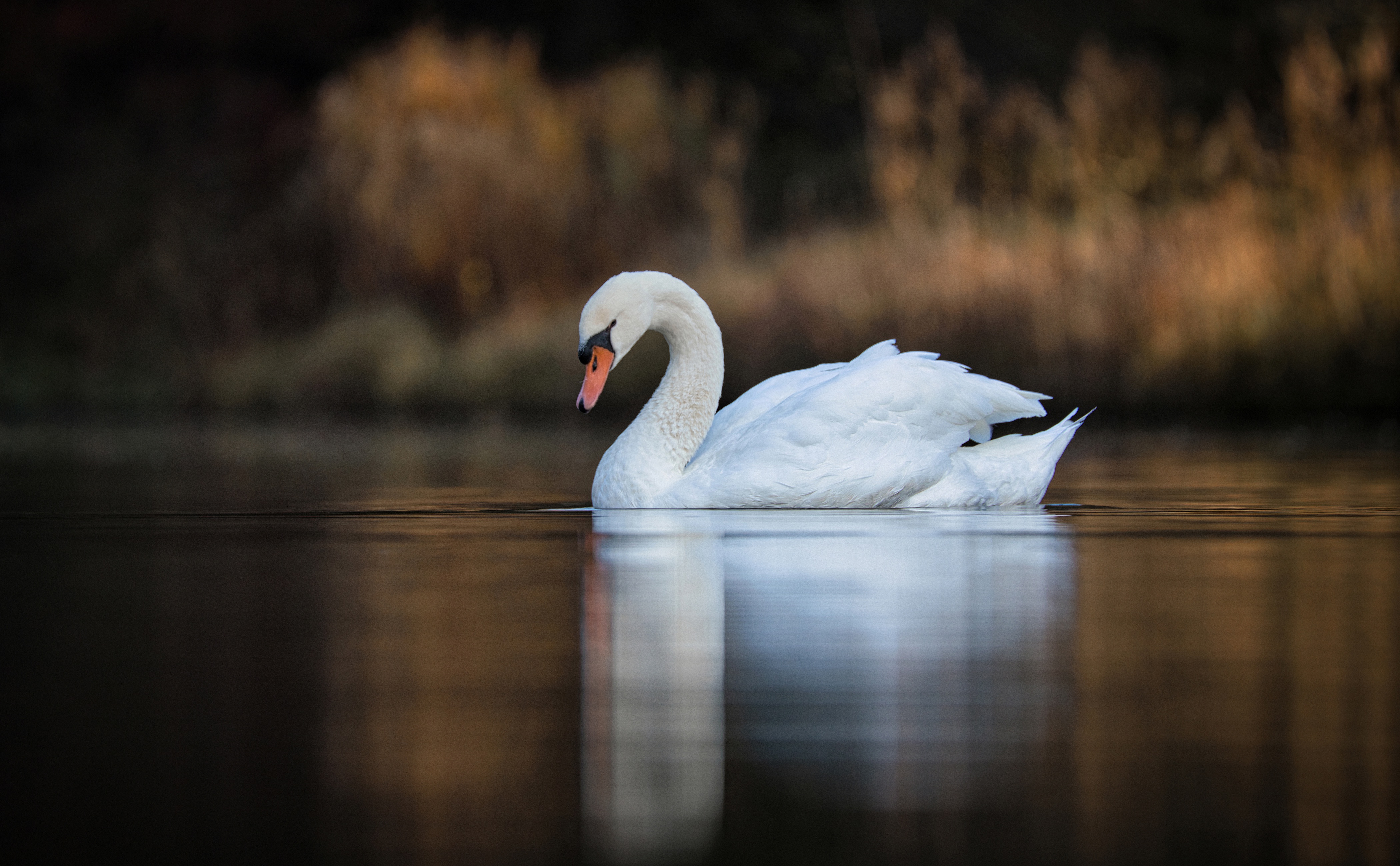 Download mobile wallpaper Birds, Lake, Bird, Blur, Animal, Swan, Mute Swan for free.
