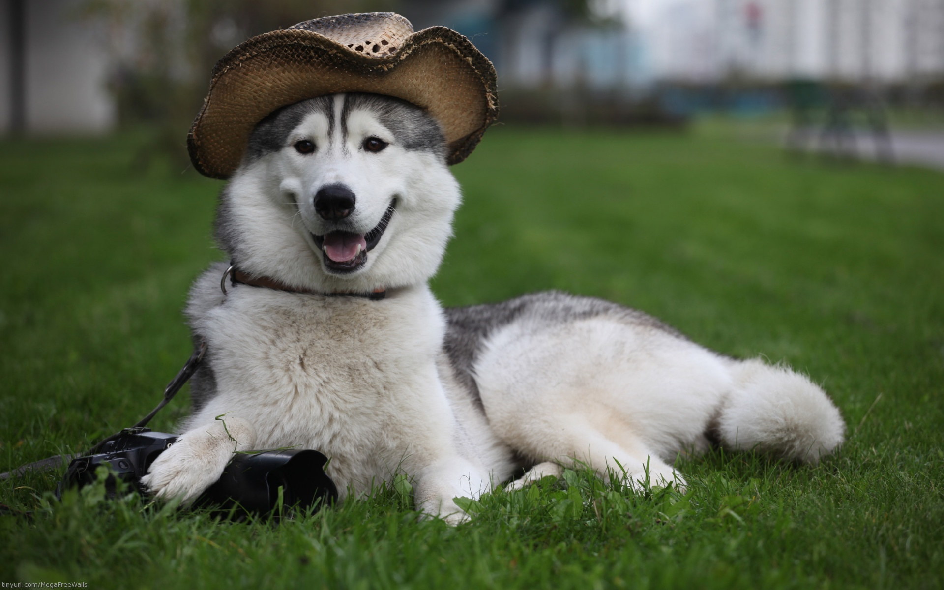 1459067 descargar fondo de pantalla animales, husky siberiano, perro, sombrero, fornido: protectores de pantalla e imágenes gratis