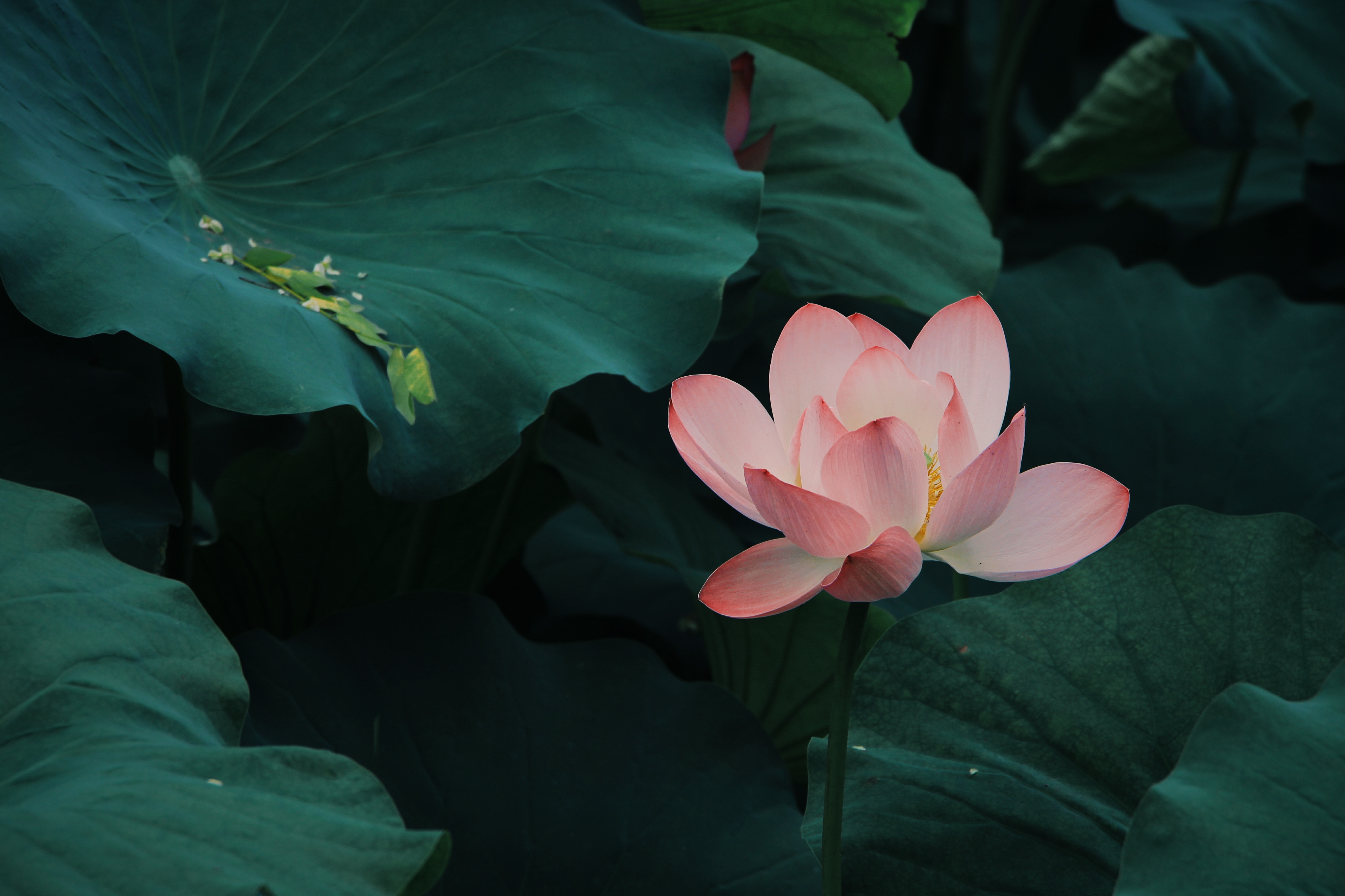 lotus, flowers, leaves, pink, bloom, flowering