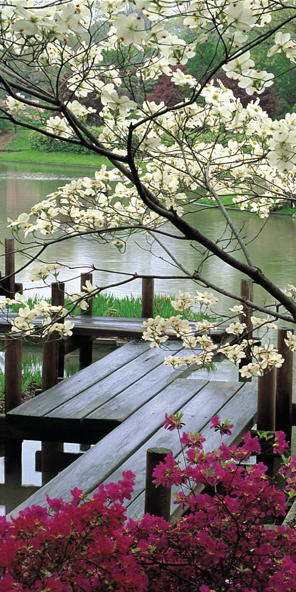 Телефон сады 8. Цветущие сады Японии. Японский сад весной. Весенний сад.