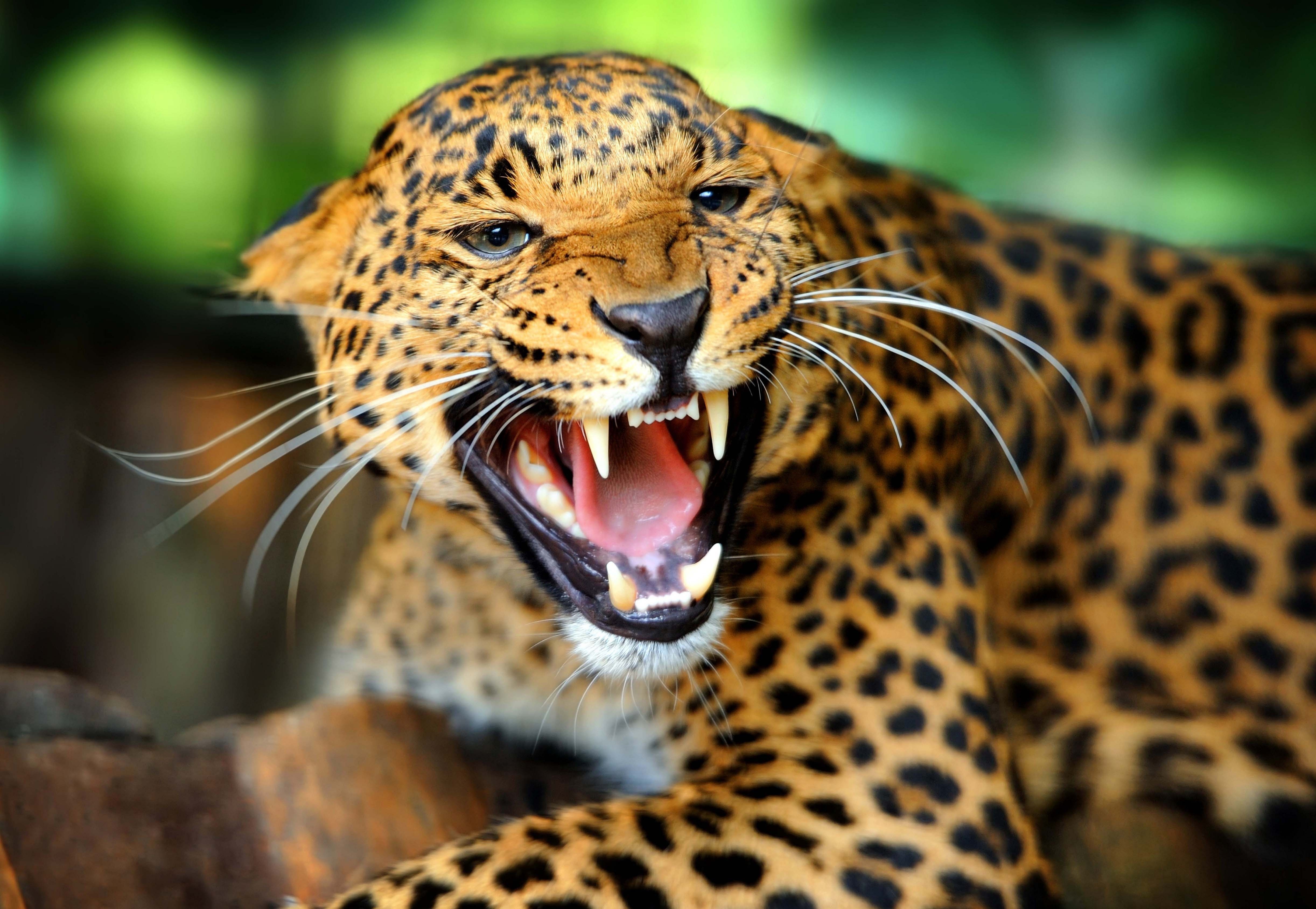 Download mobile wallpaper To Fall, Wildcat, Roar, Mouth, Rage, Wild Cat, Animals, Leopard, Grin for free.