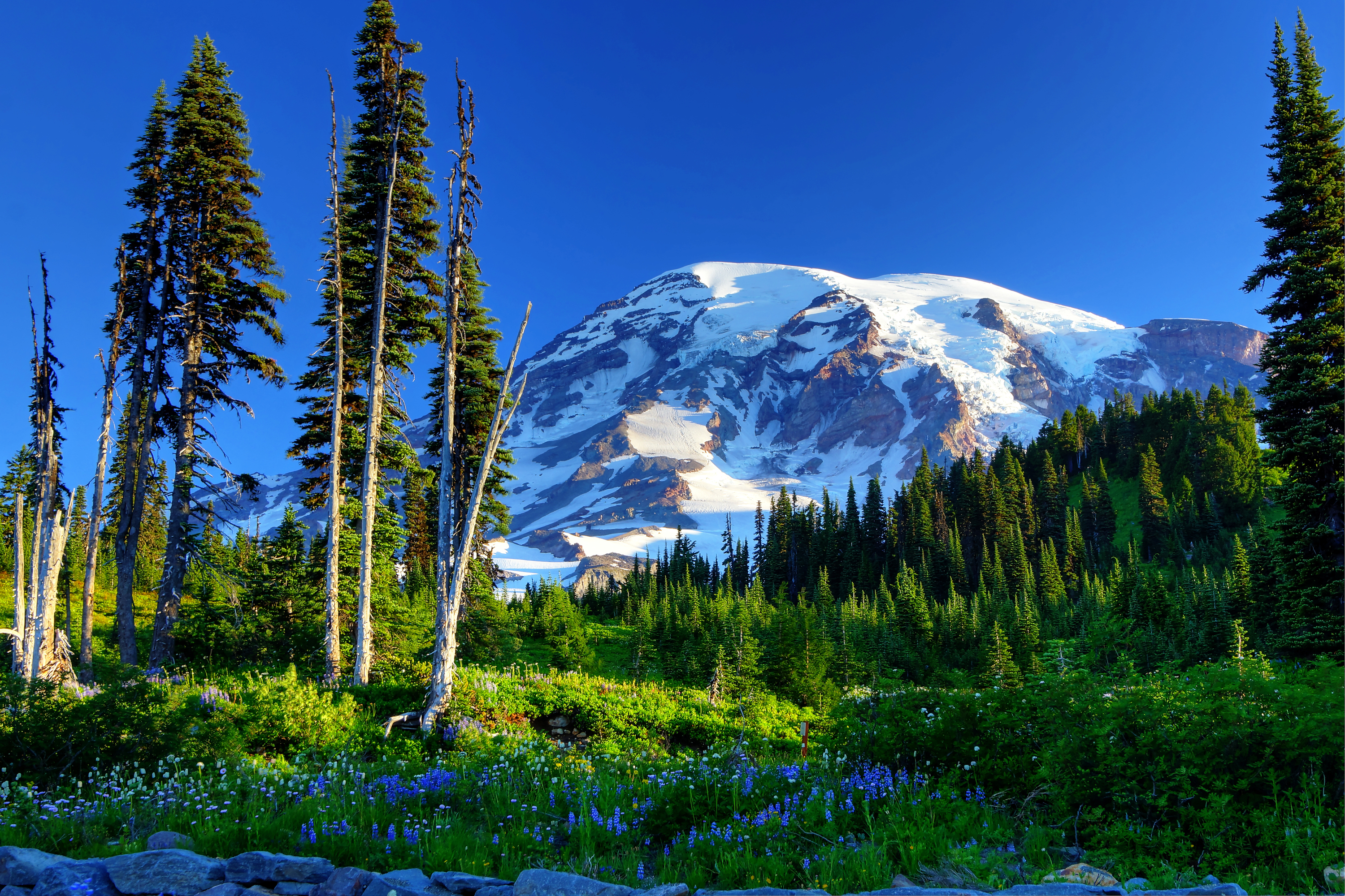nature, mountains, grass, trees, mount rainier, usa, slope, flowers, snow, united states Aesthetic wallpaper