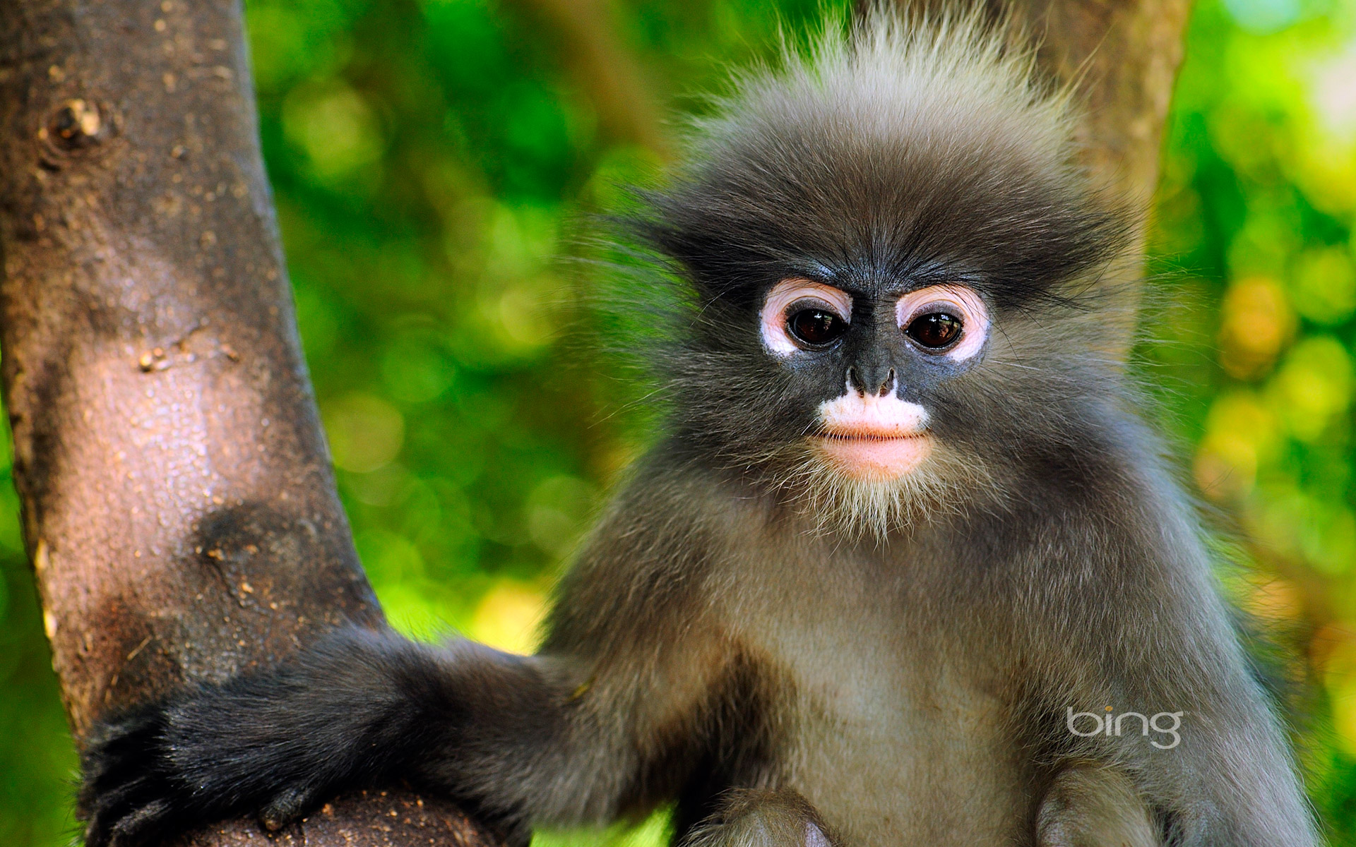 306780 descargar imagen animales, mono de hoja oscura, lindo, mono, monos: fondos de pantalla y protectores de pantalla gratis