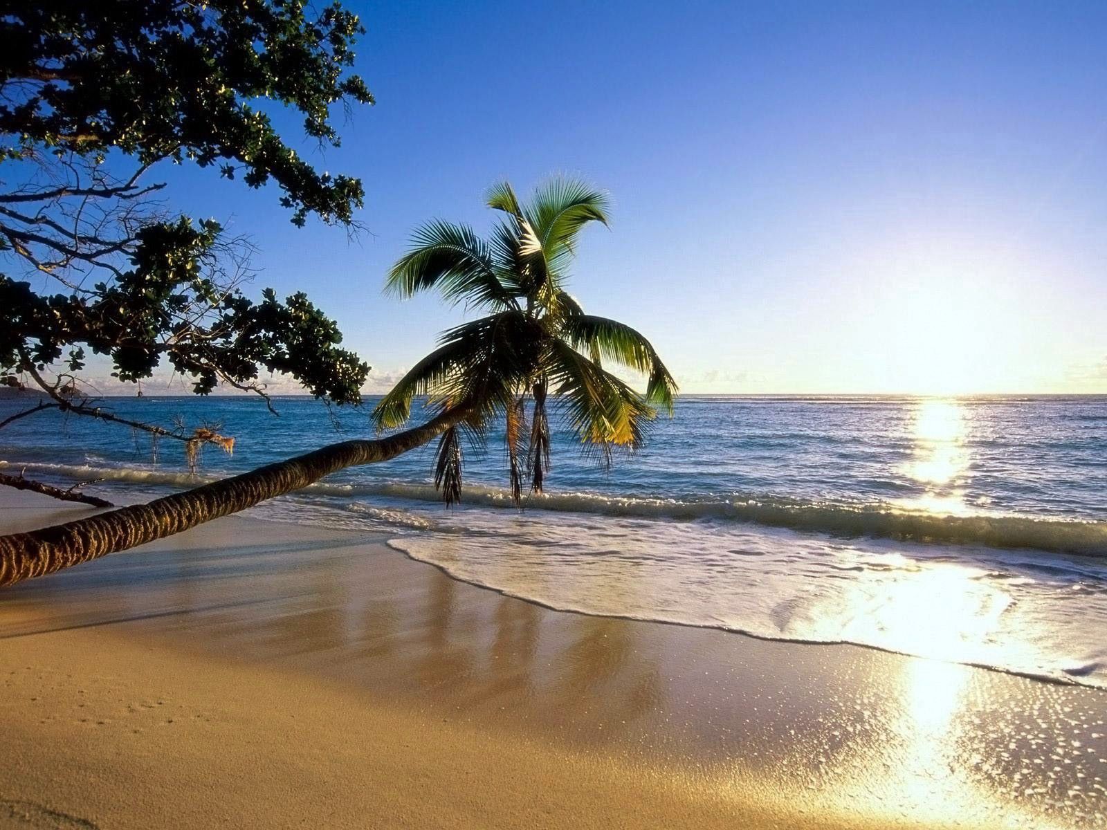 palm, nature, trees, sea, sun, beach, bank, shore, slope, wave, incline