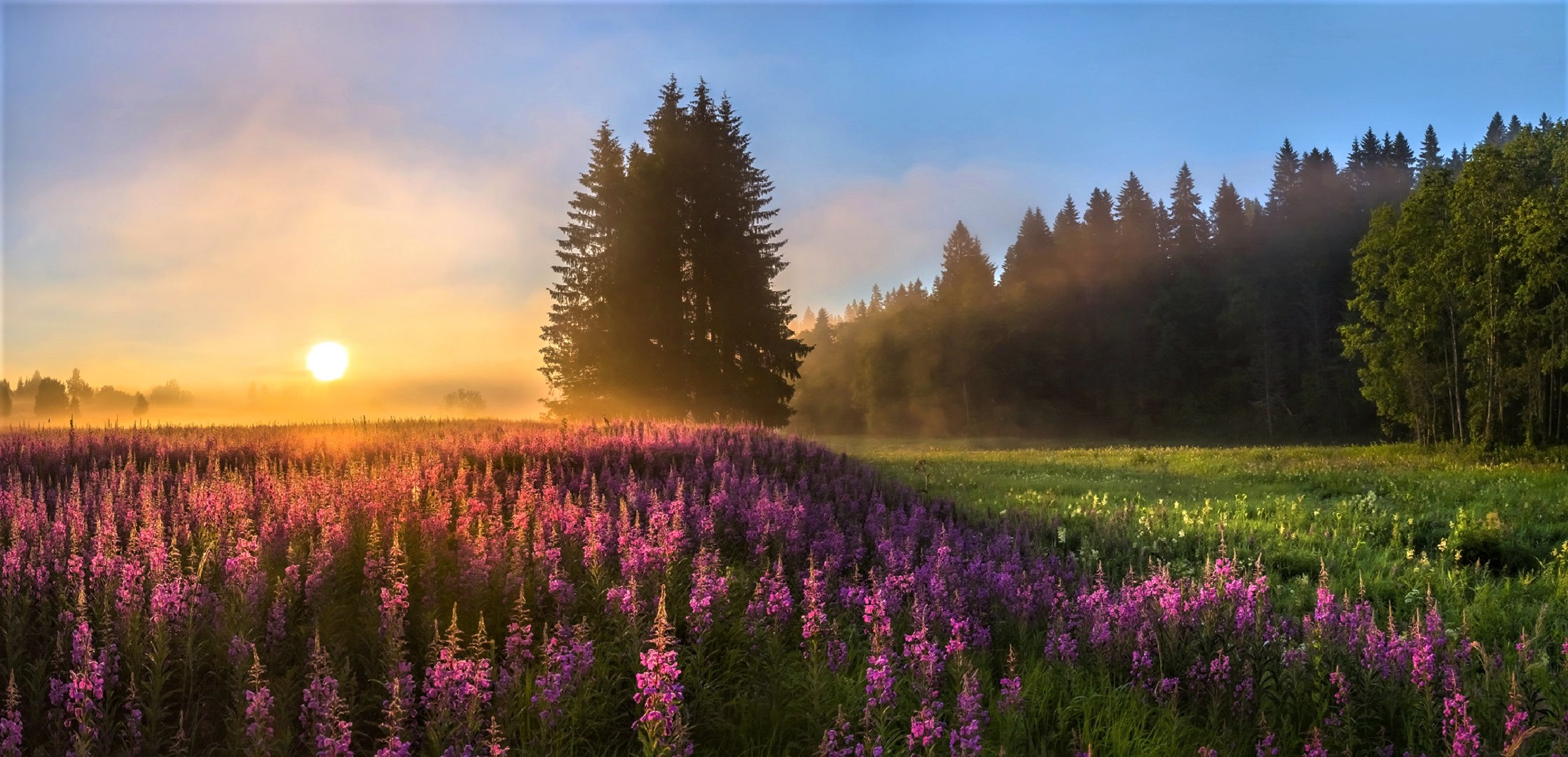 Download mobile wallpaper Sunset, Sun, Flower, Tree, Fog, Earth, Field, Purple Flower for free.