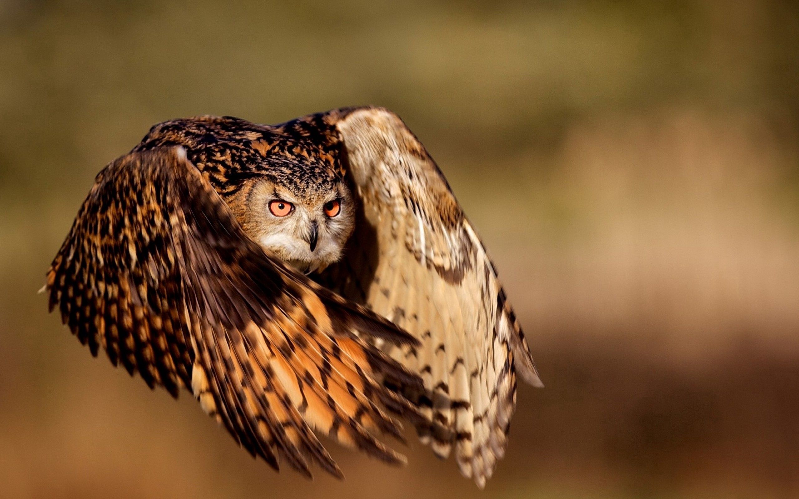 Free download wallpaper Flight, Wings, Bird, Owl, Animals on your PC desktop