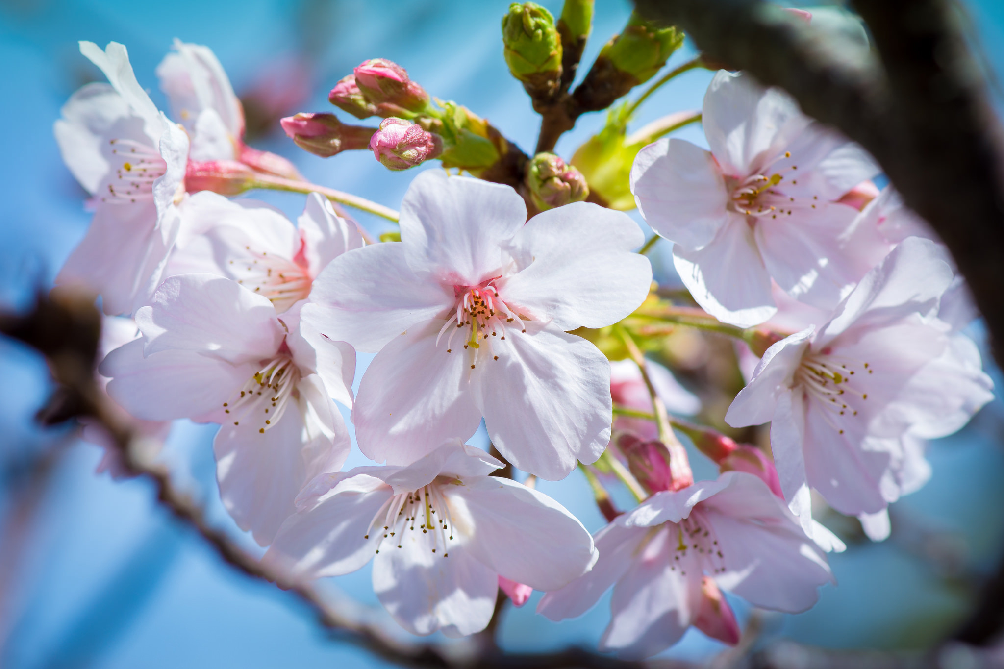 Весна яблоня Сакура