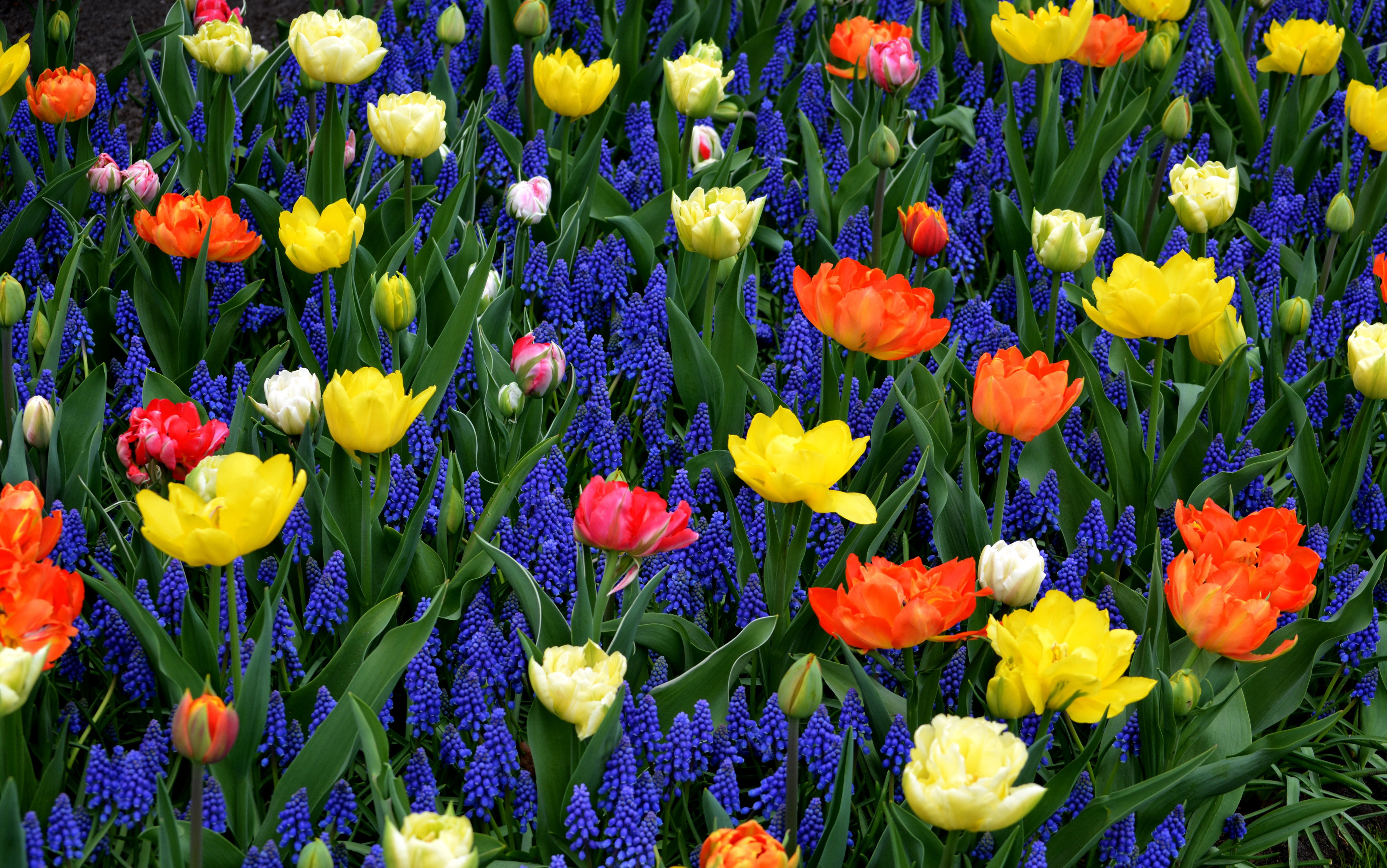416260壁紙のダウンロード地球, 花, 青い花, ヒヤシンス, オレンジフラワー, チューリップ, 黄色い花, フラワーズ-スクリーンセーバーと写真を無料で
