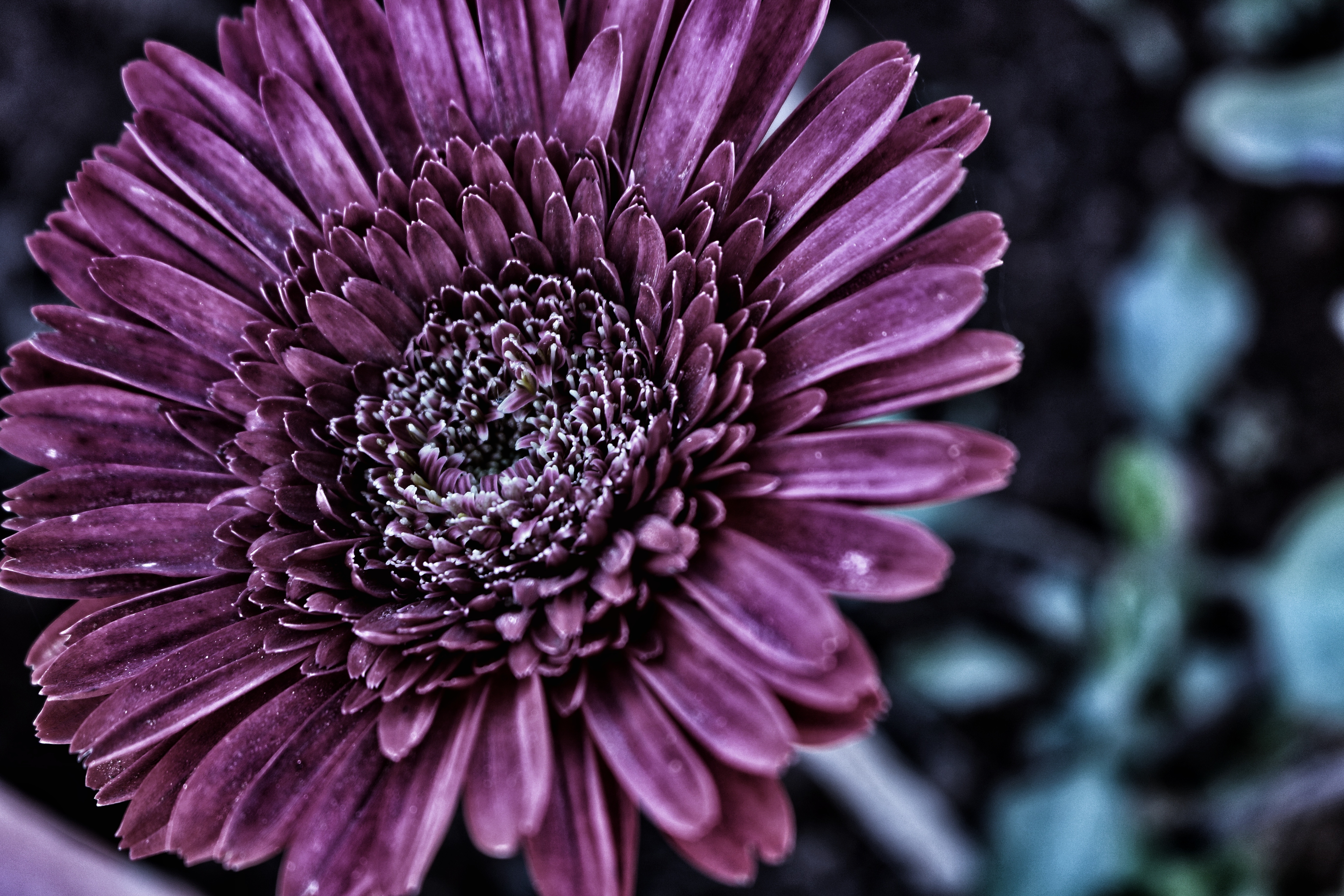 Download mobile wallpaper Nature, Flowers, Flower, Close Up, Earth, Gerbera, Purple Flower for free.