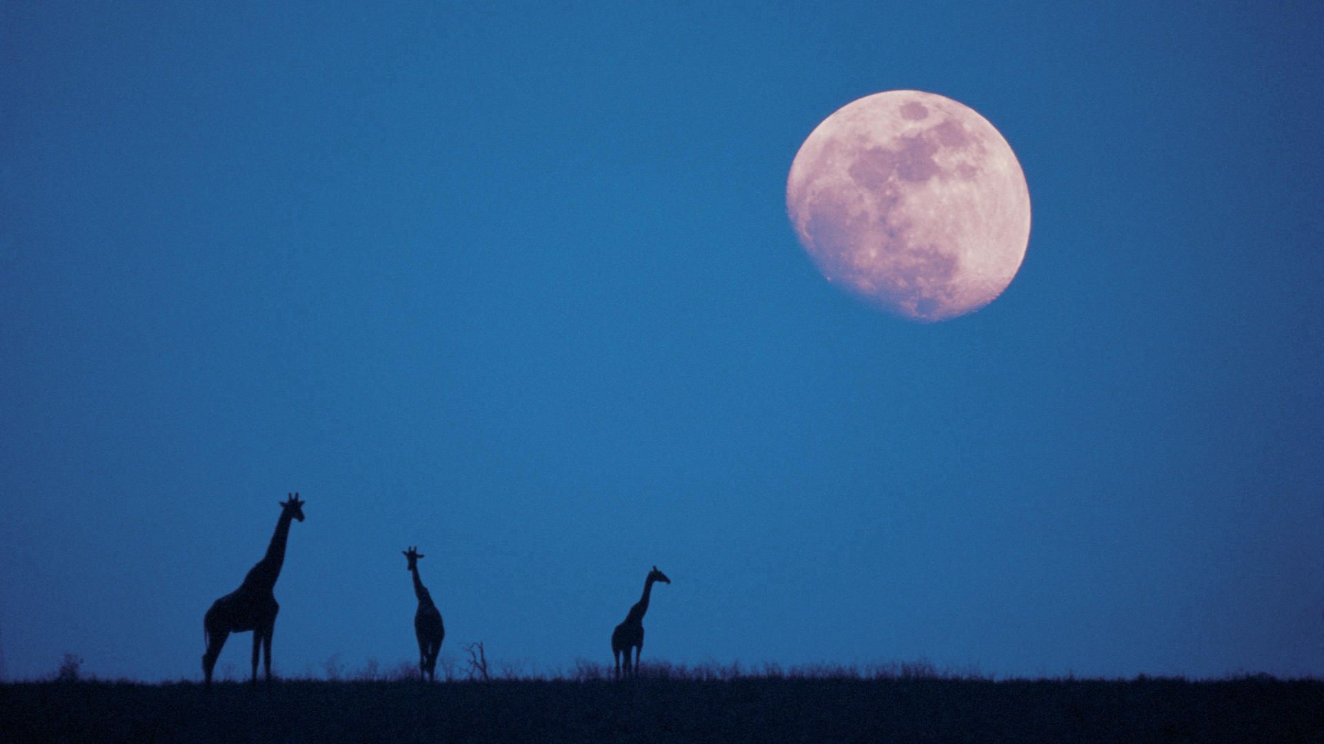 moon, nature, twilight, giraffes, silhouettes, dusk Full HD
